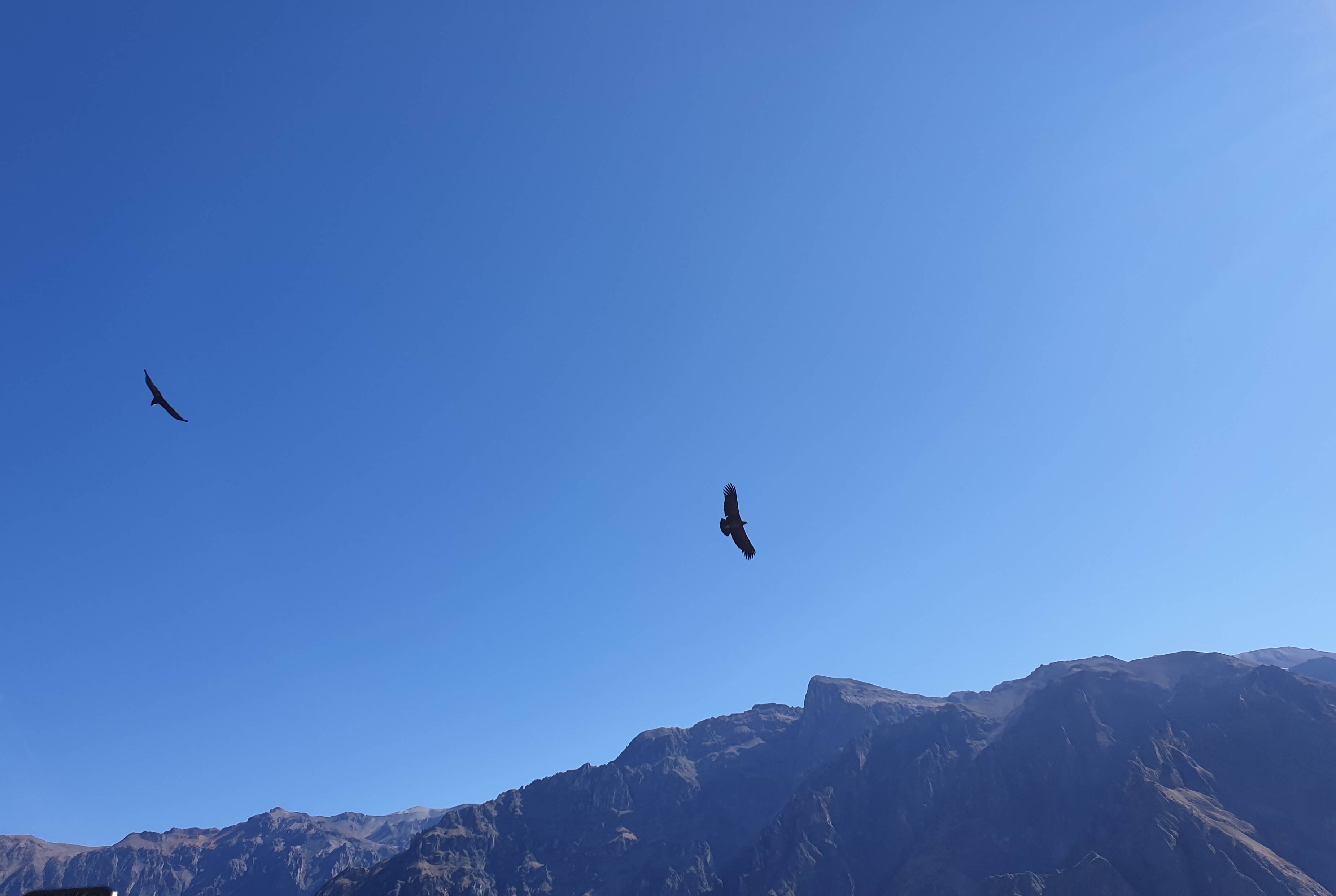 Twee condors gespot in de Colca Canyon, Peru