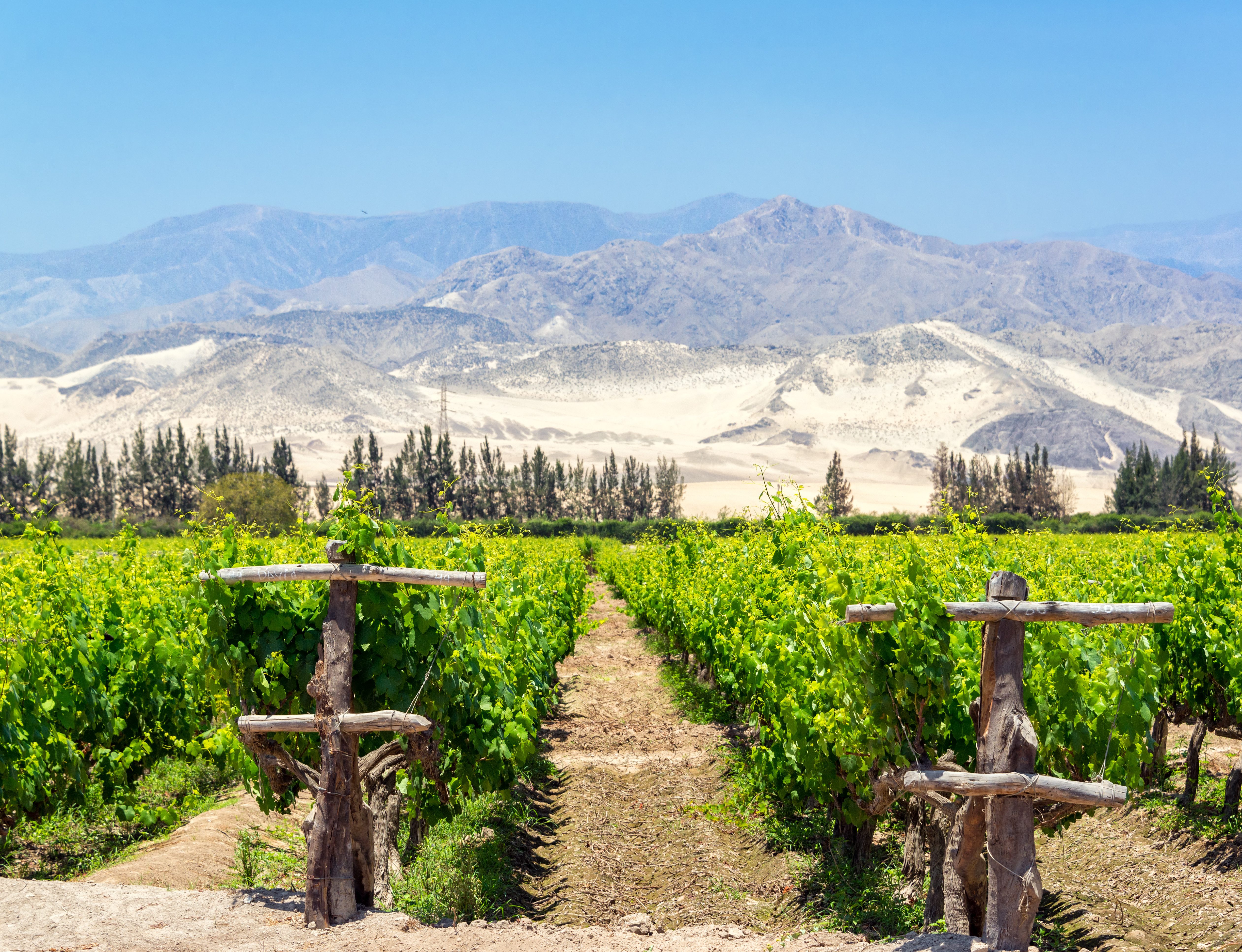 De wijngaarden van Ica, Peru
