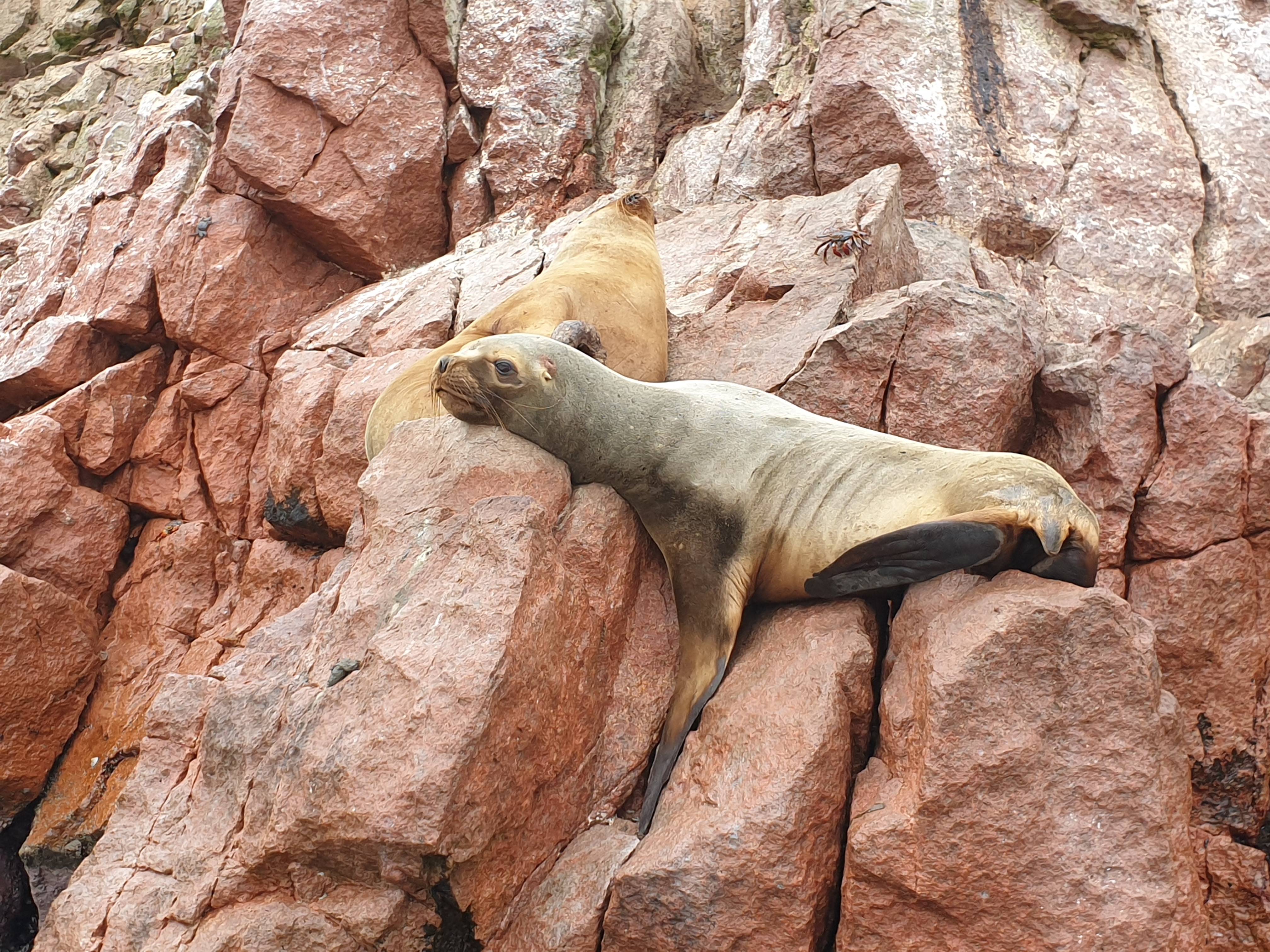 Twee zeehonden liggen uit te rusten op een rots bij de Islas Ballestas eilanden in Peru