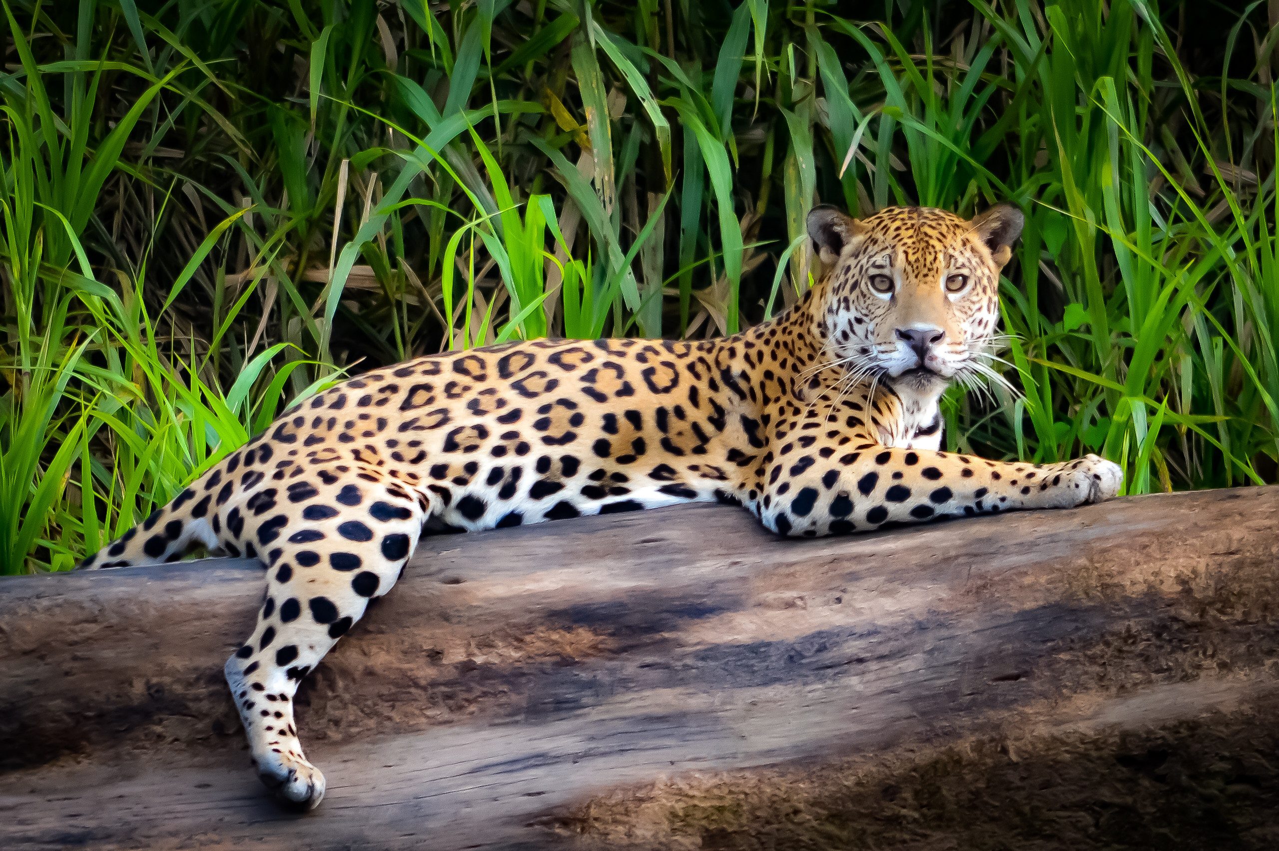 Een jaguar gespot in de jungle van Tambopata in Peru