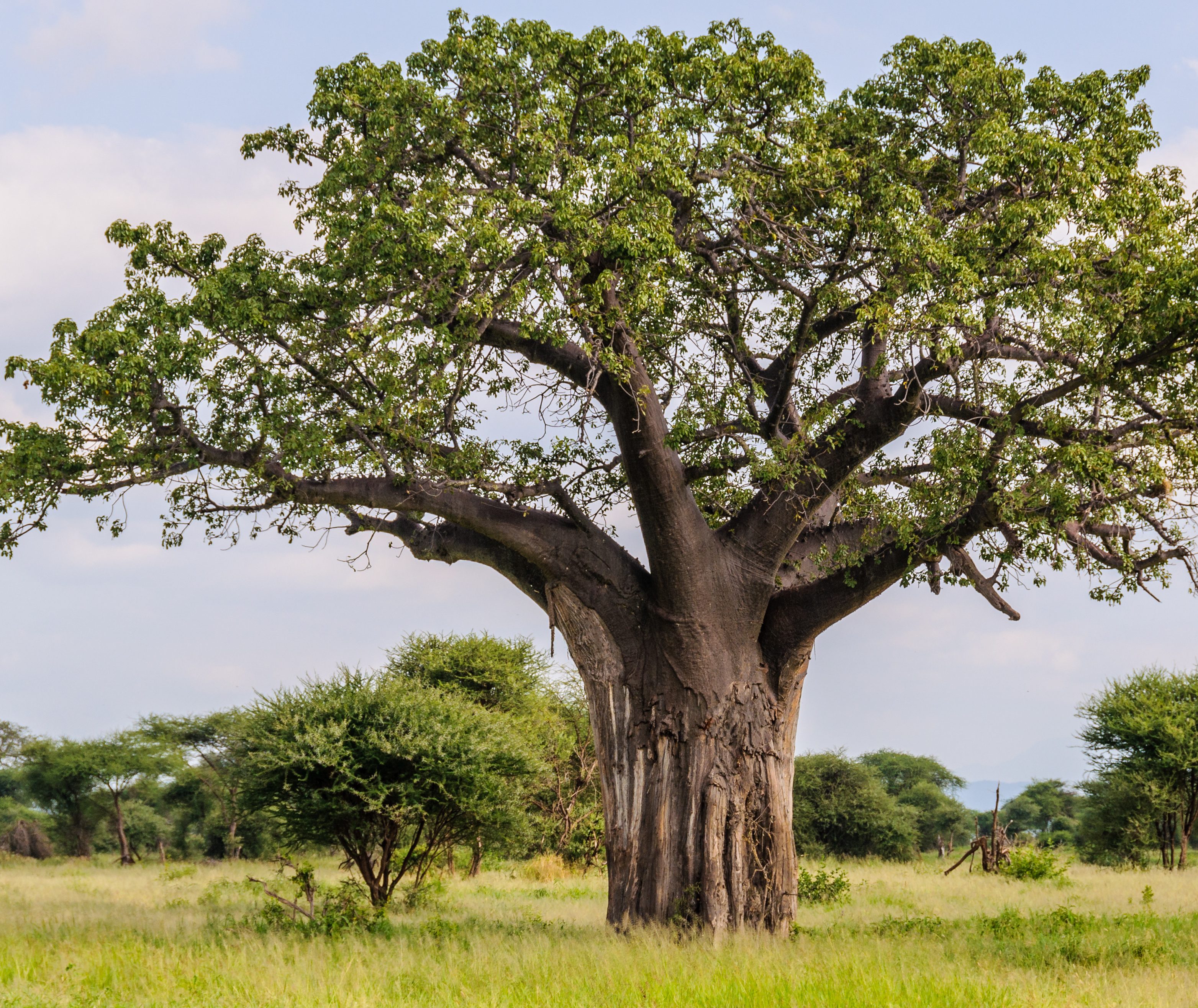 Tarangire National Park