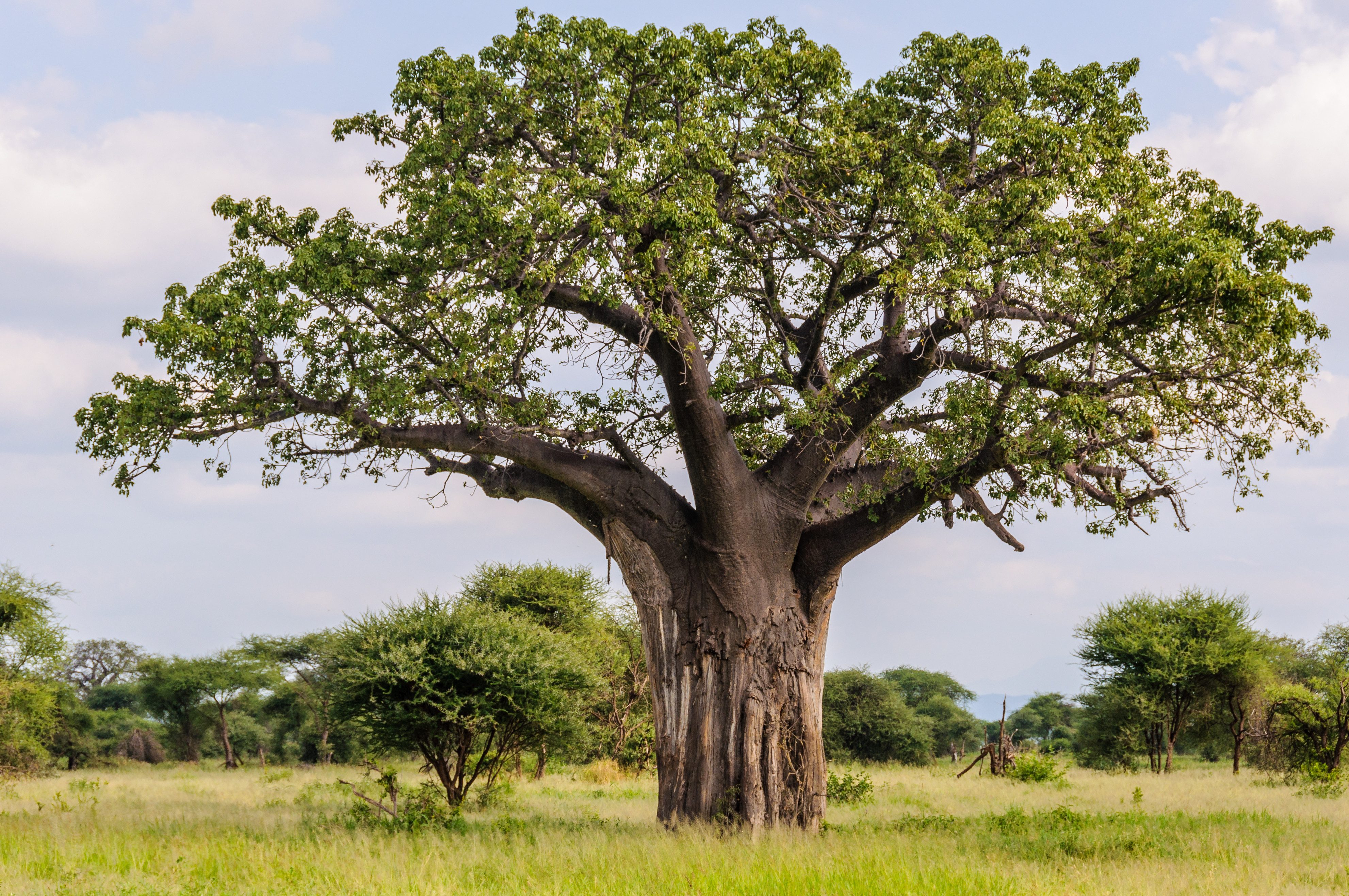 Tarangire National PArk Baoab boom