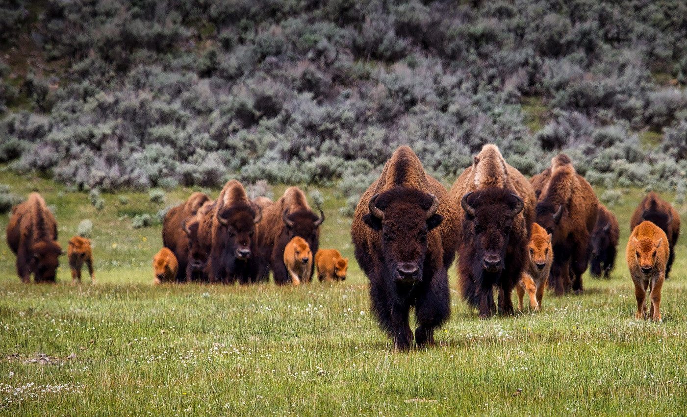Bizons gespot in Elk National Park in de omgeving van Edmonton, Canada