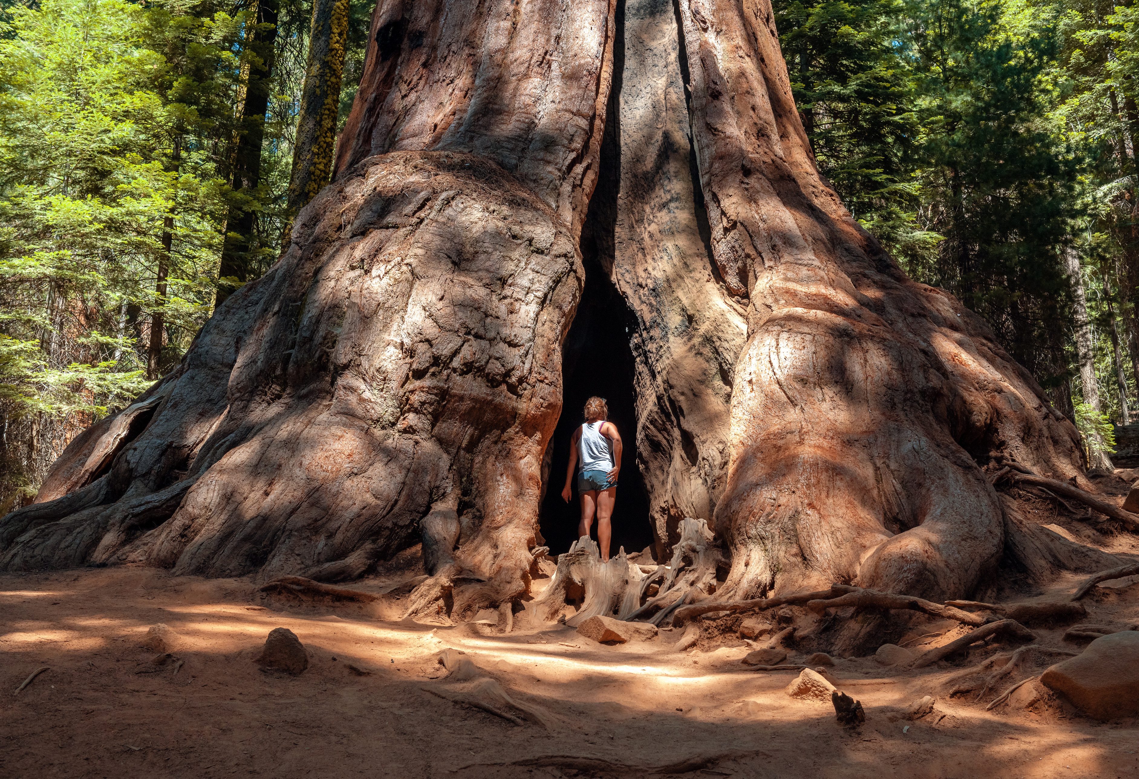 Sequoia National Park  Amerika