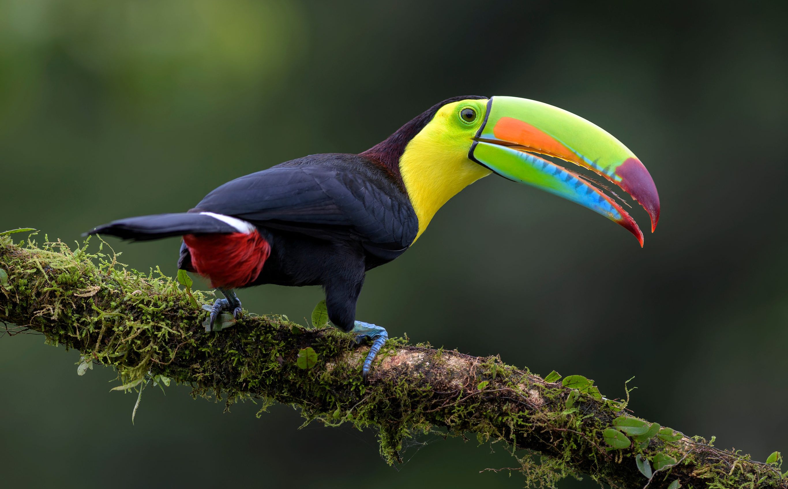 Een Kee Billed toekan in Costa Rica