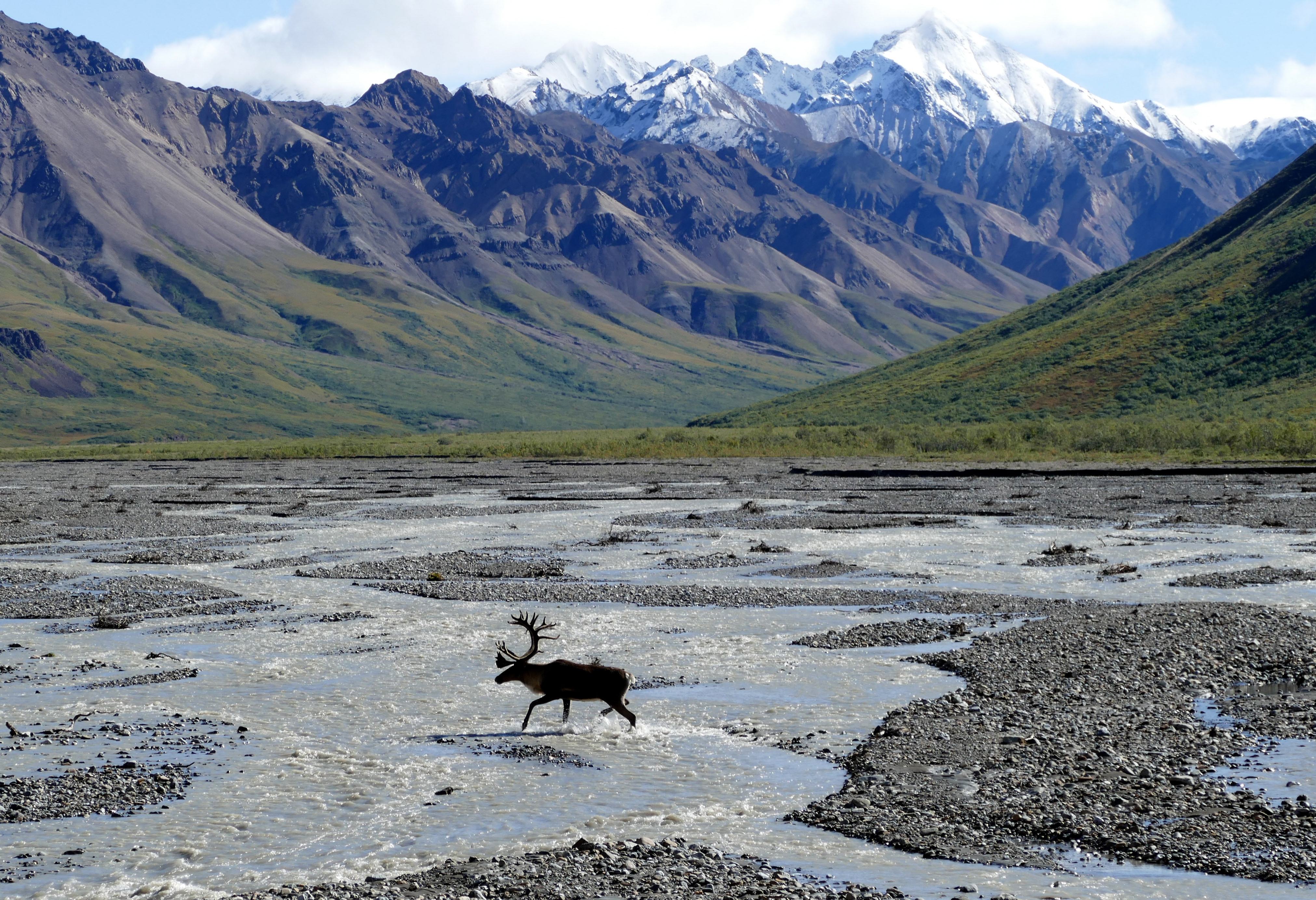 Denali National Park Alaska