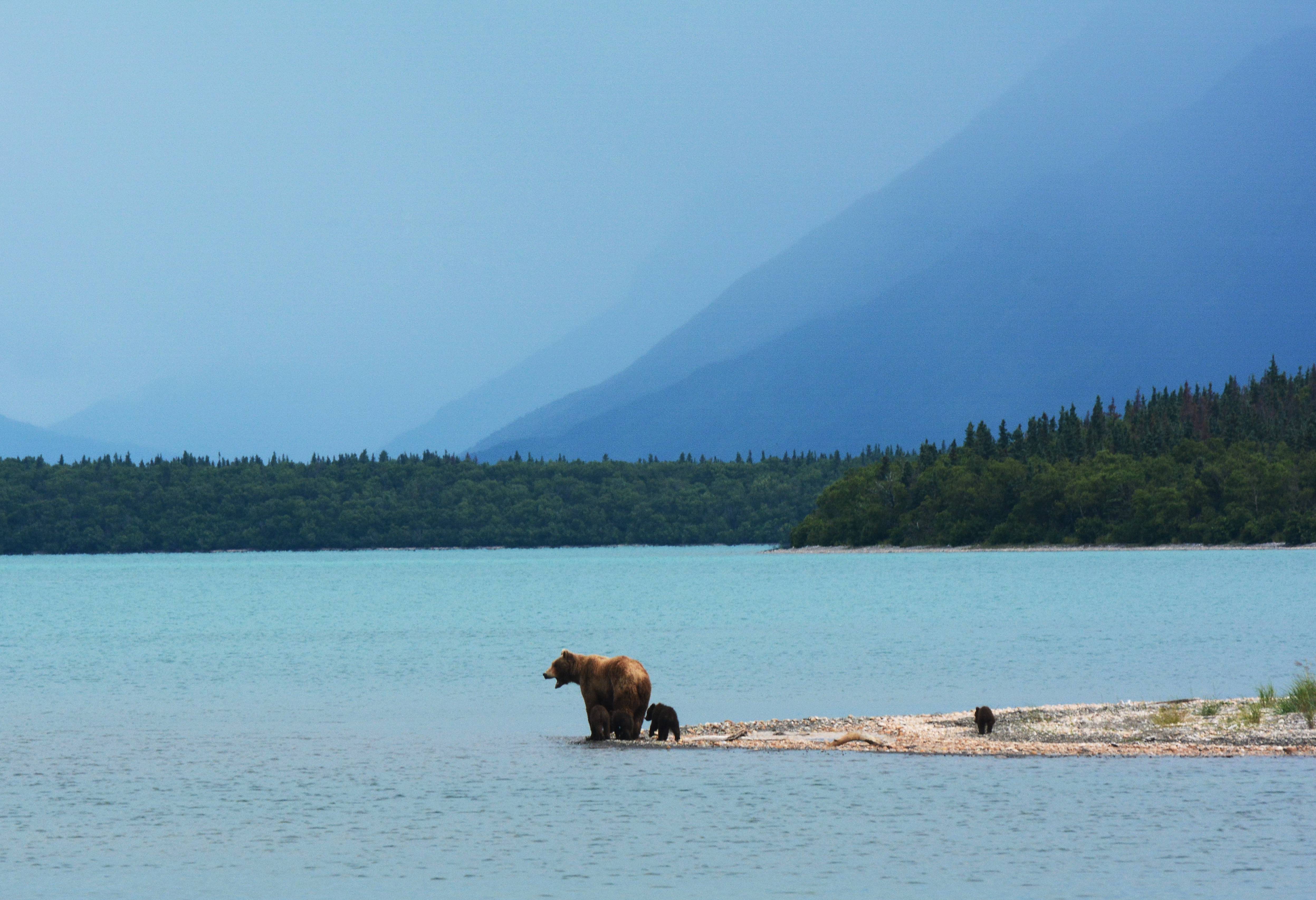 Grizzly Beren bij Katmai National Park Brooks Island