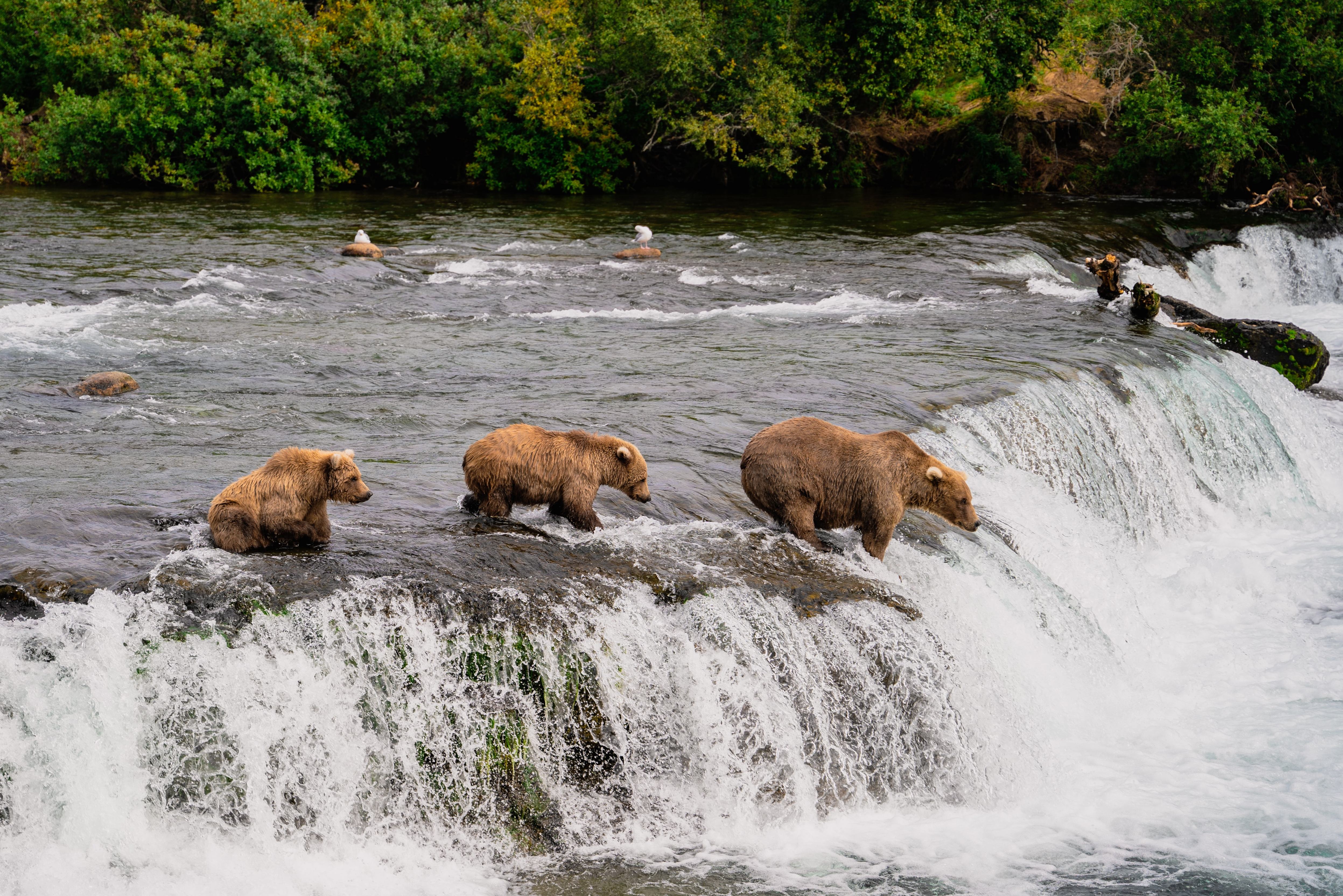 Grizzley Beren in Alaska