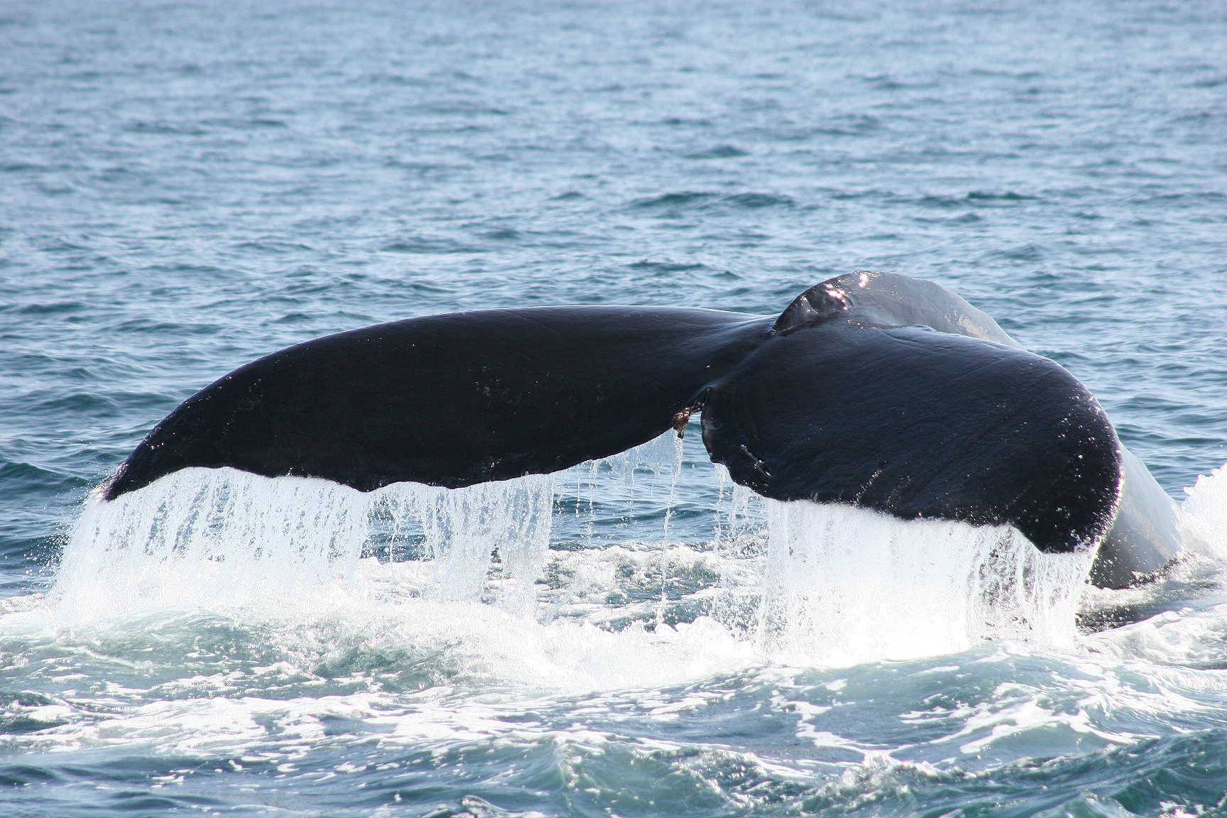 Een walvis in de buurt van Manuel Antonio in Costa Rica