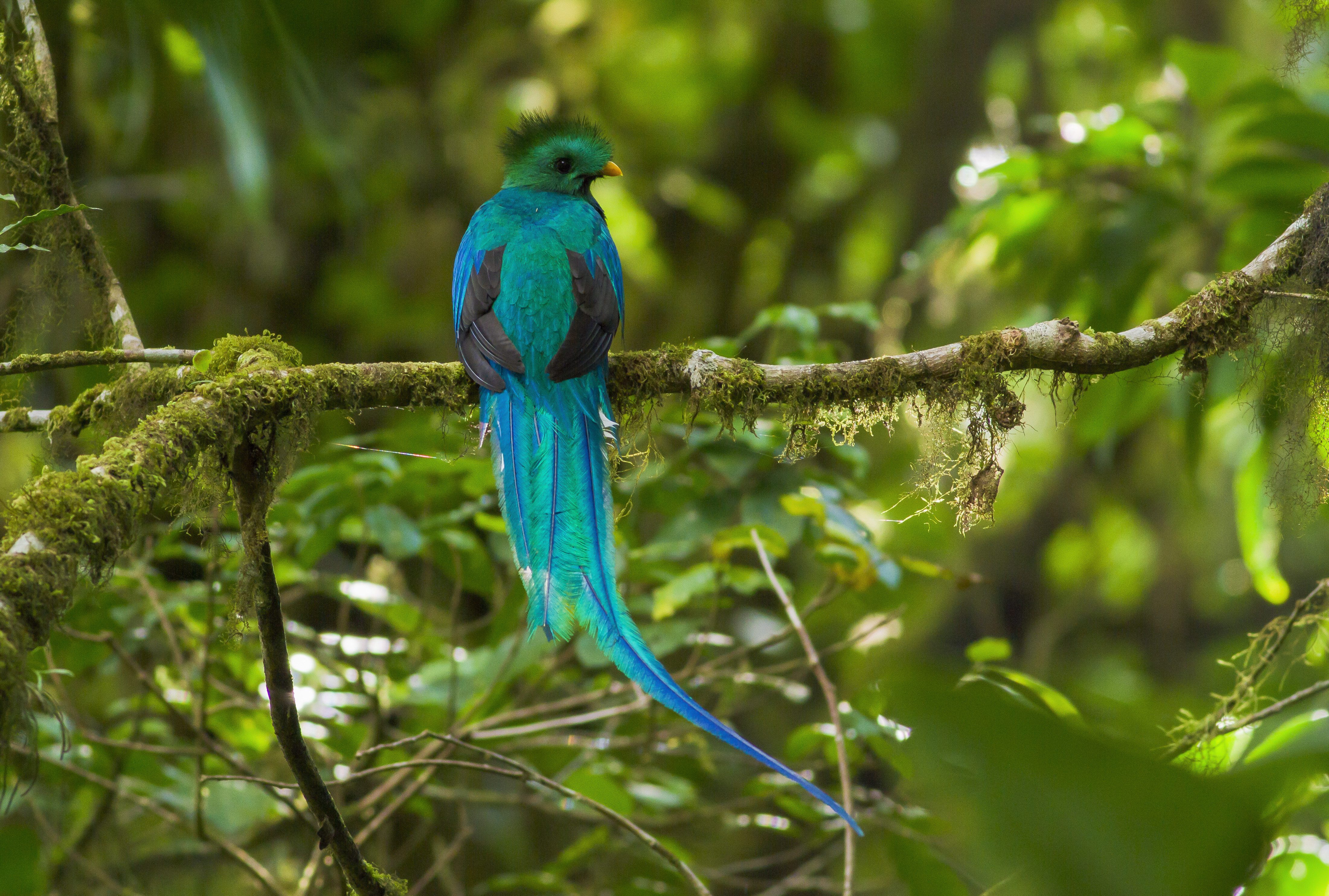 Een kleurrijke quetzal in Costa Rica