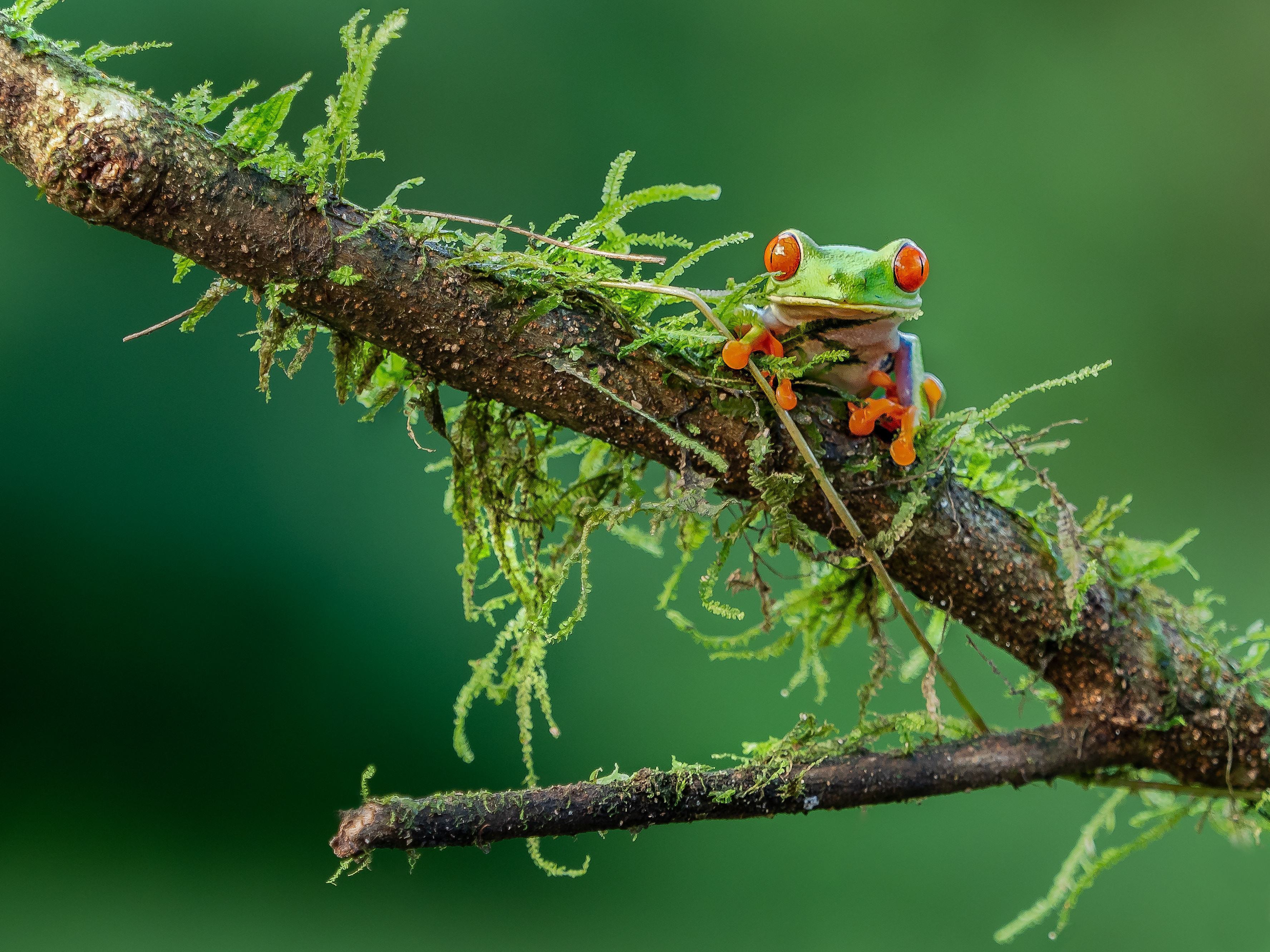 Een felgekleurde kikker in Costa Rica