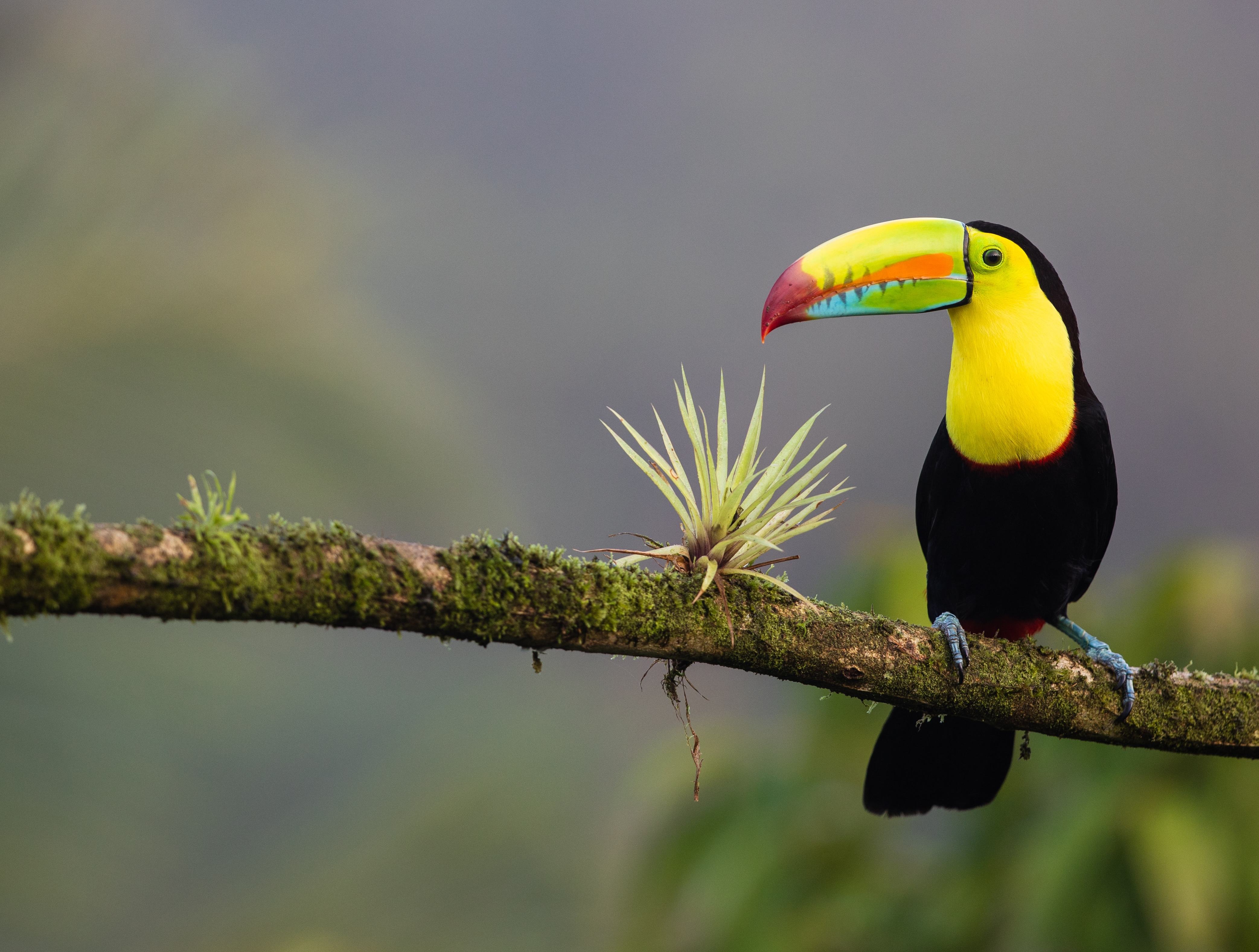 Een prachtige toekan in de jungle van Costa Rica