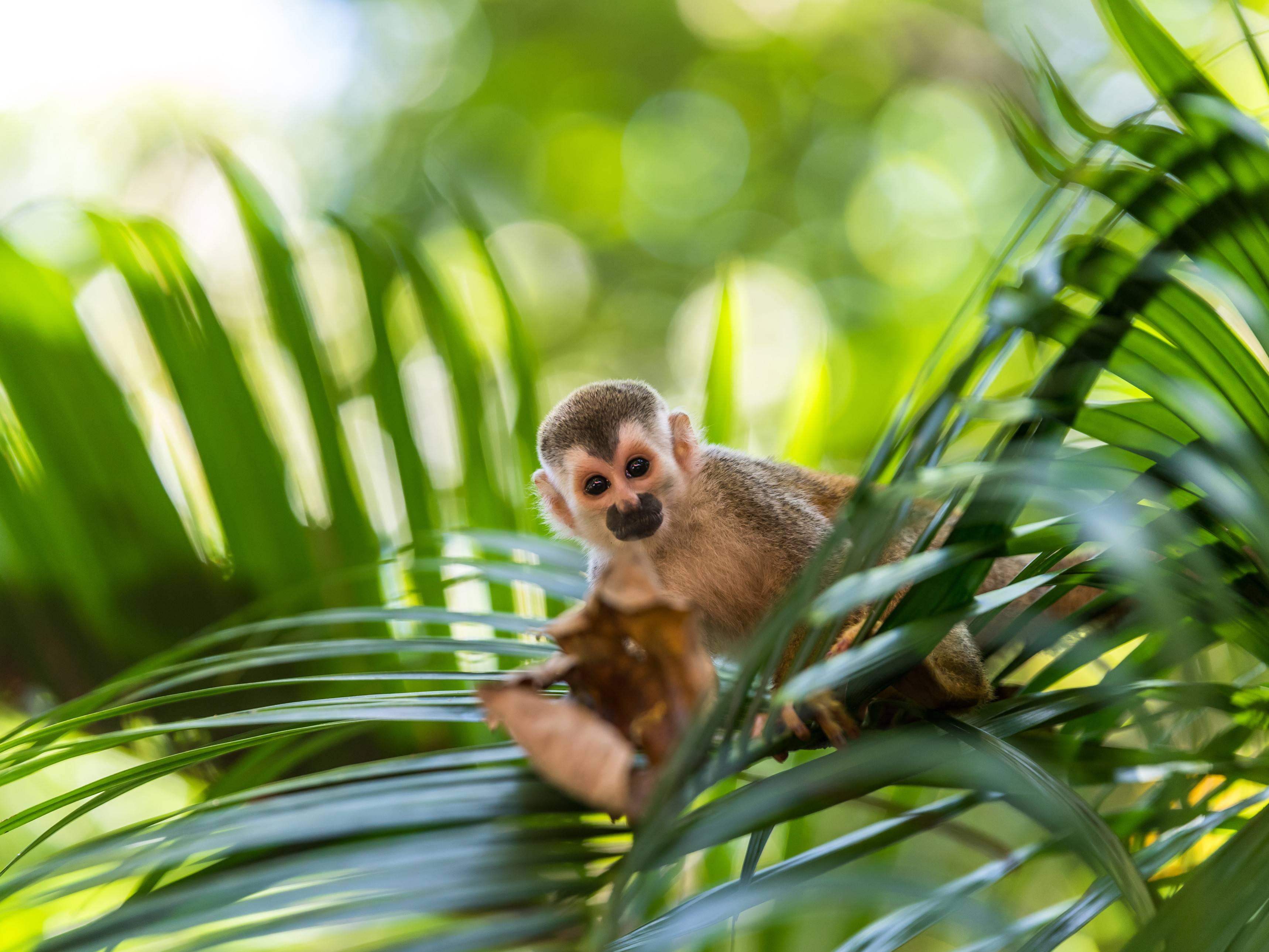 Een doodshoofdaapje in Costa Rica
