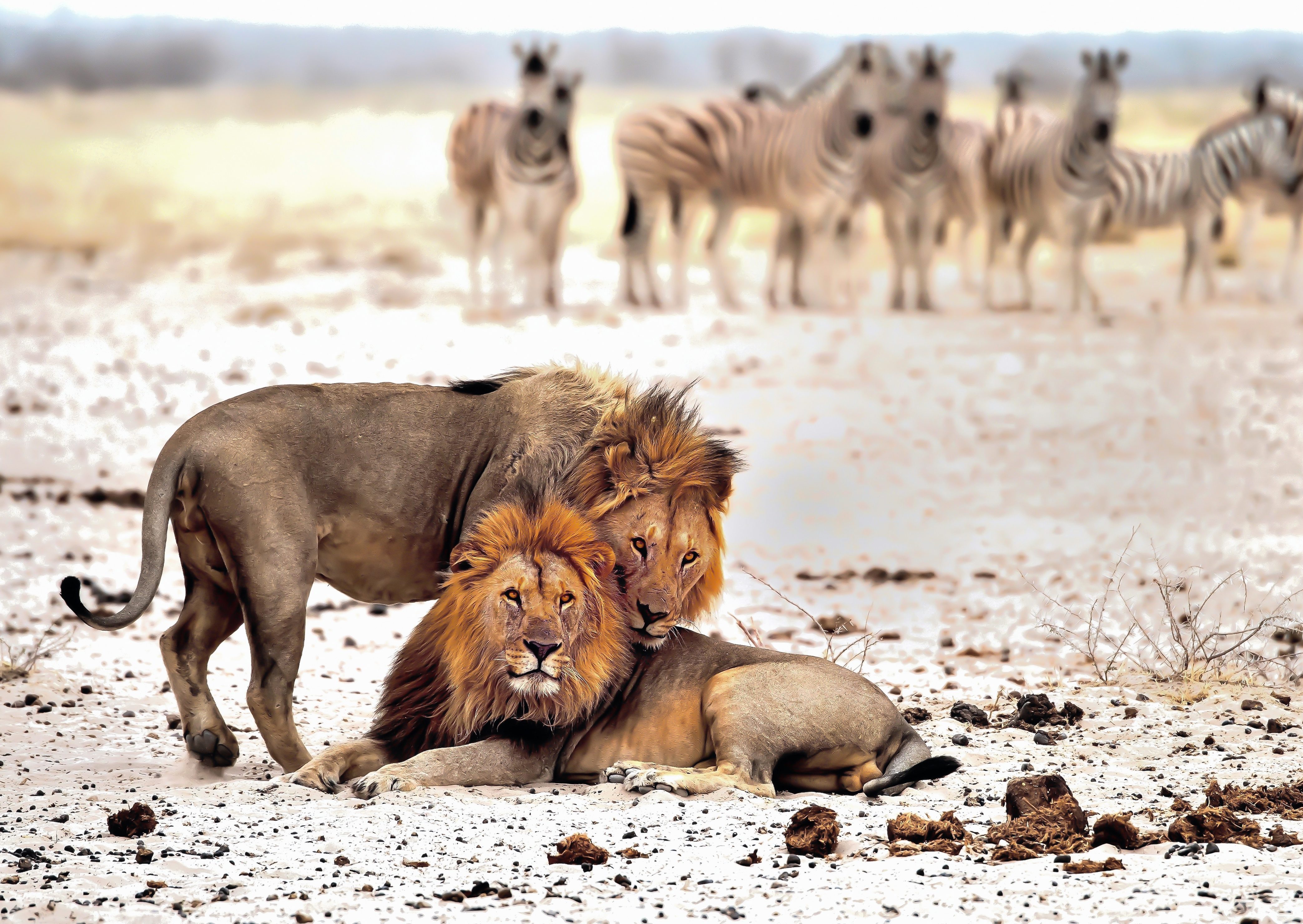 Twee leeuwen met een groepje zebra's in Etosha National Park, Namibie