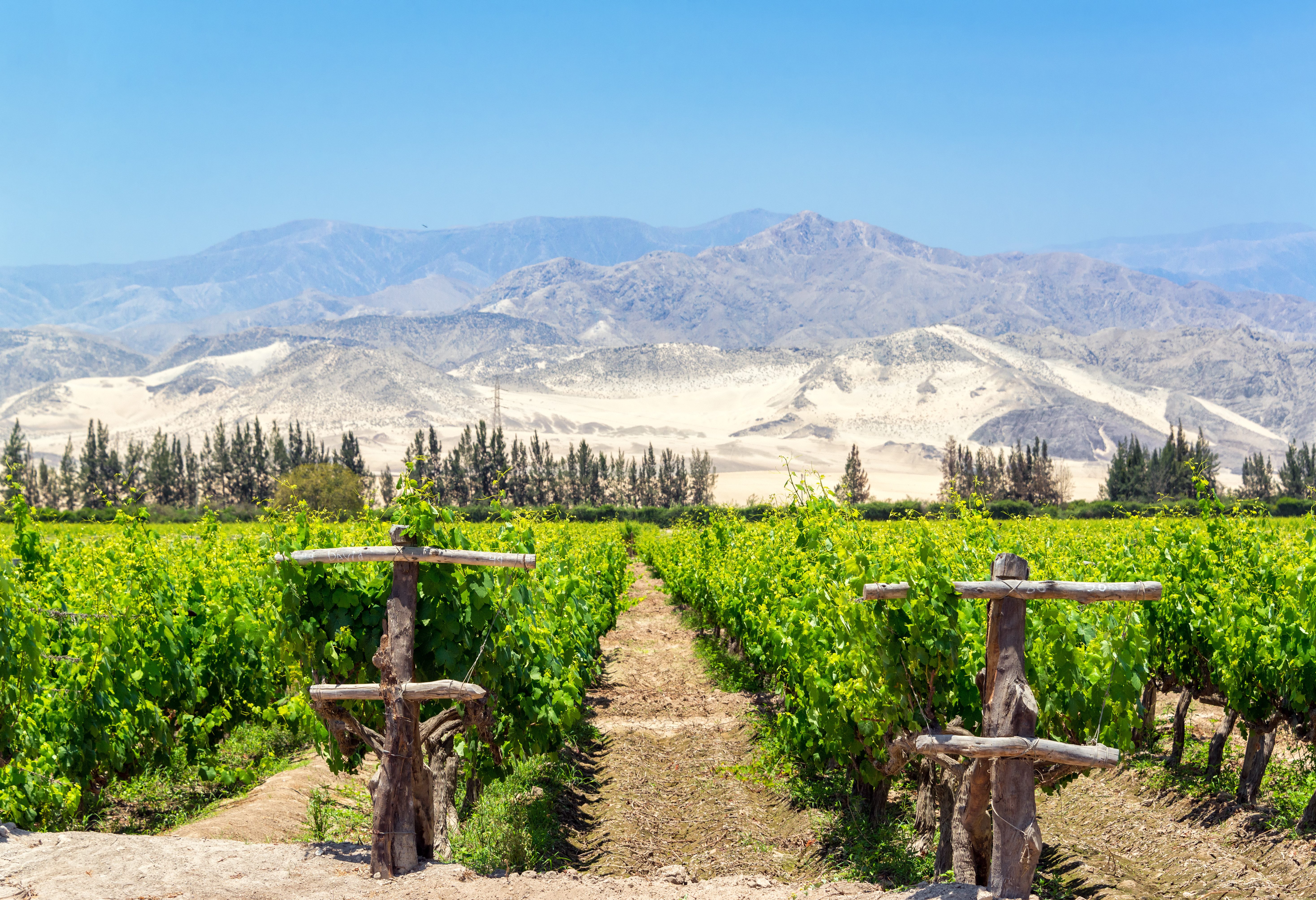Wijngaarden in de buurt van Ica in Peru