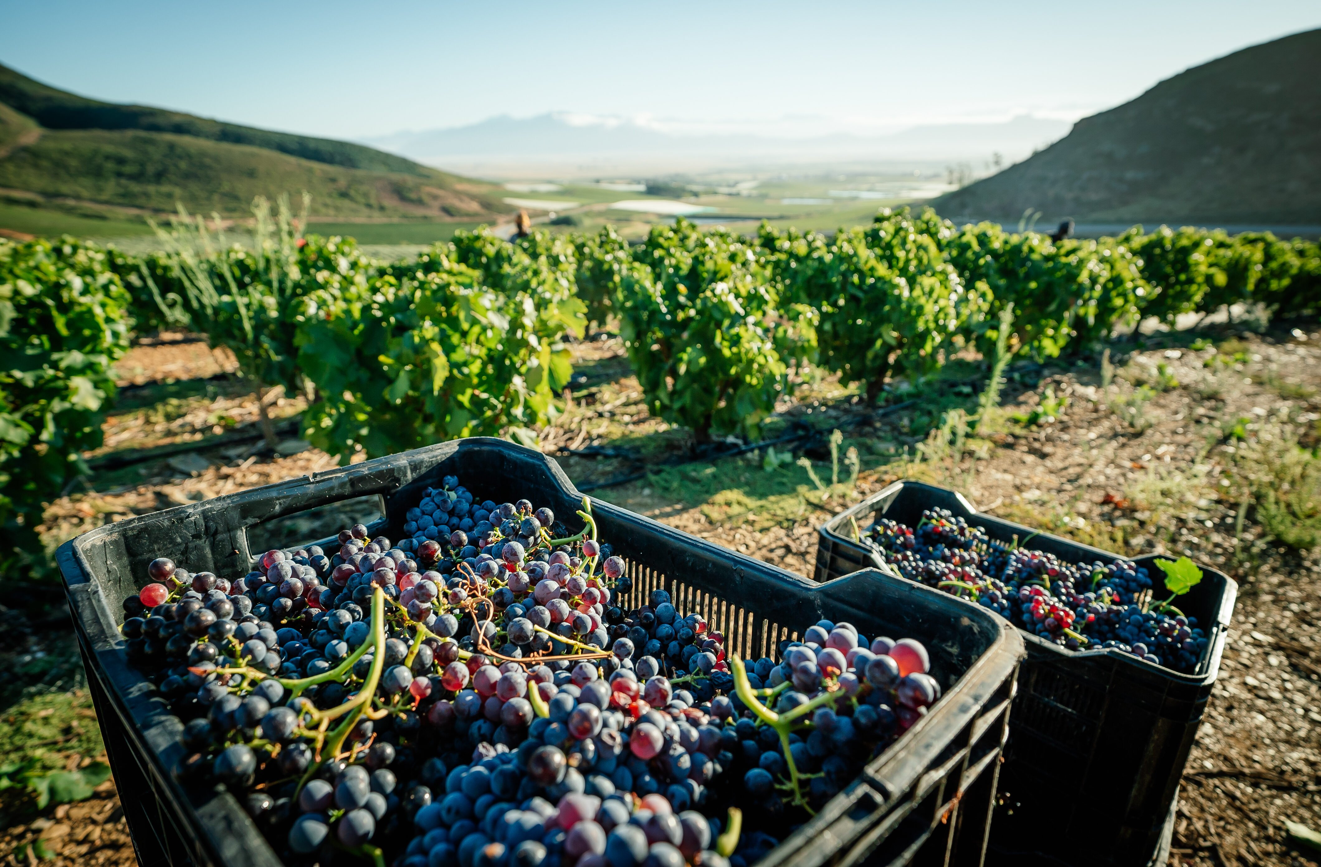 zuid-afrika-riebeek-kasteel-wijnvelden