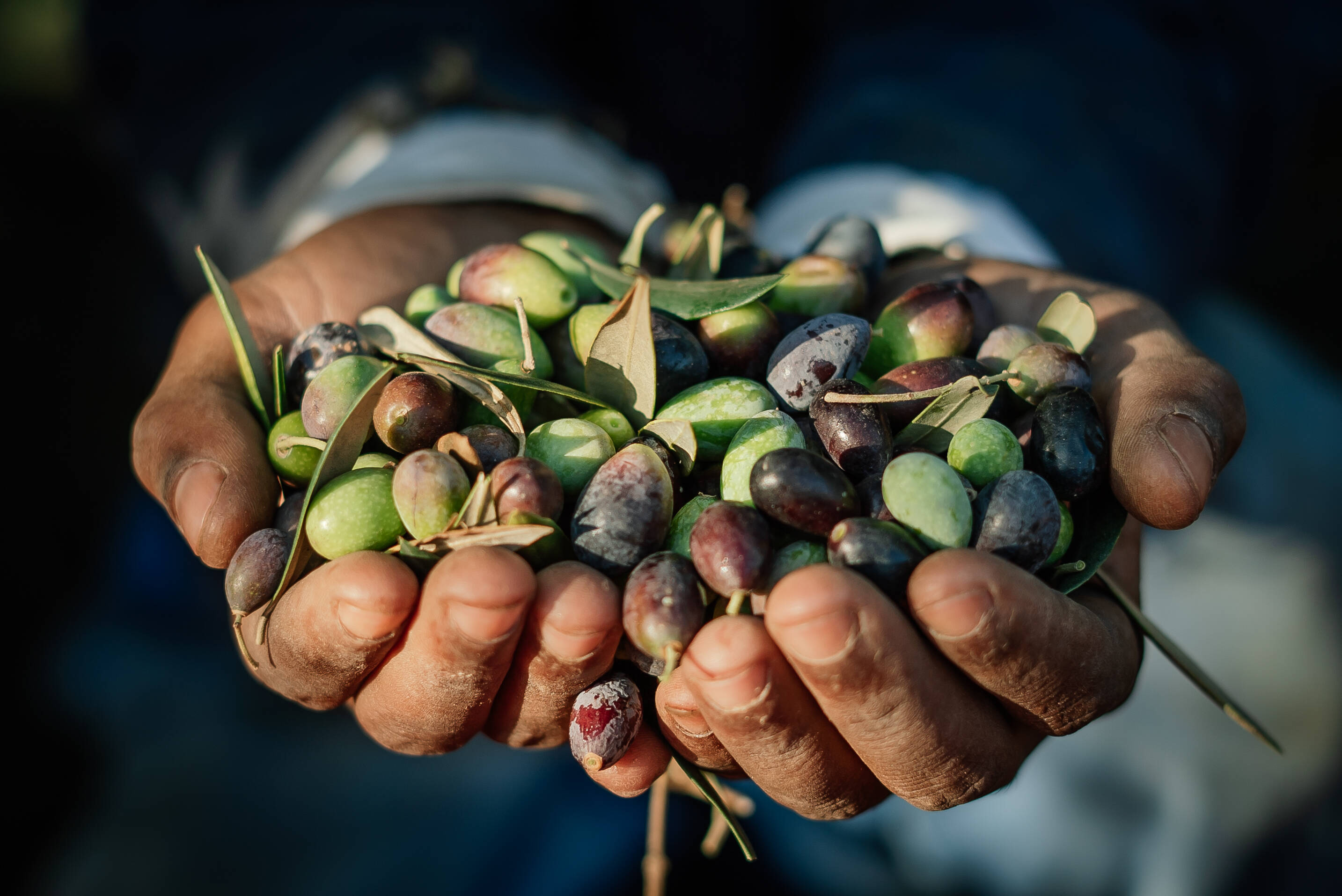 zuid-afrika-riebeek-kasteel-olijven