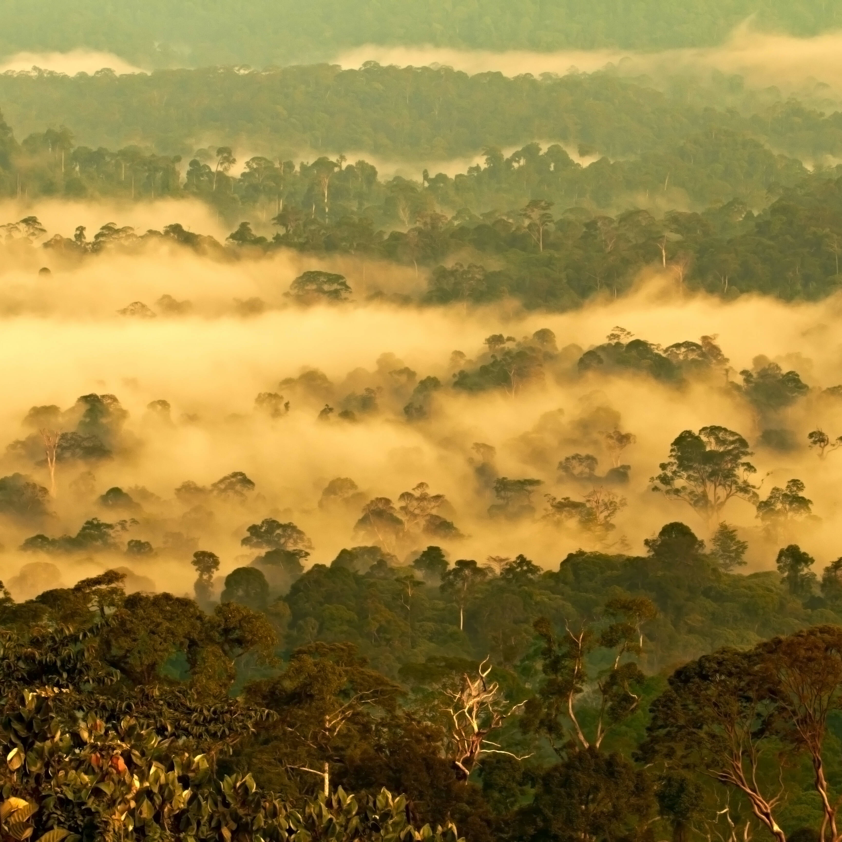 Borneo Maleisie