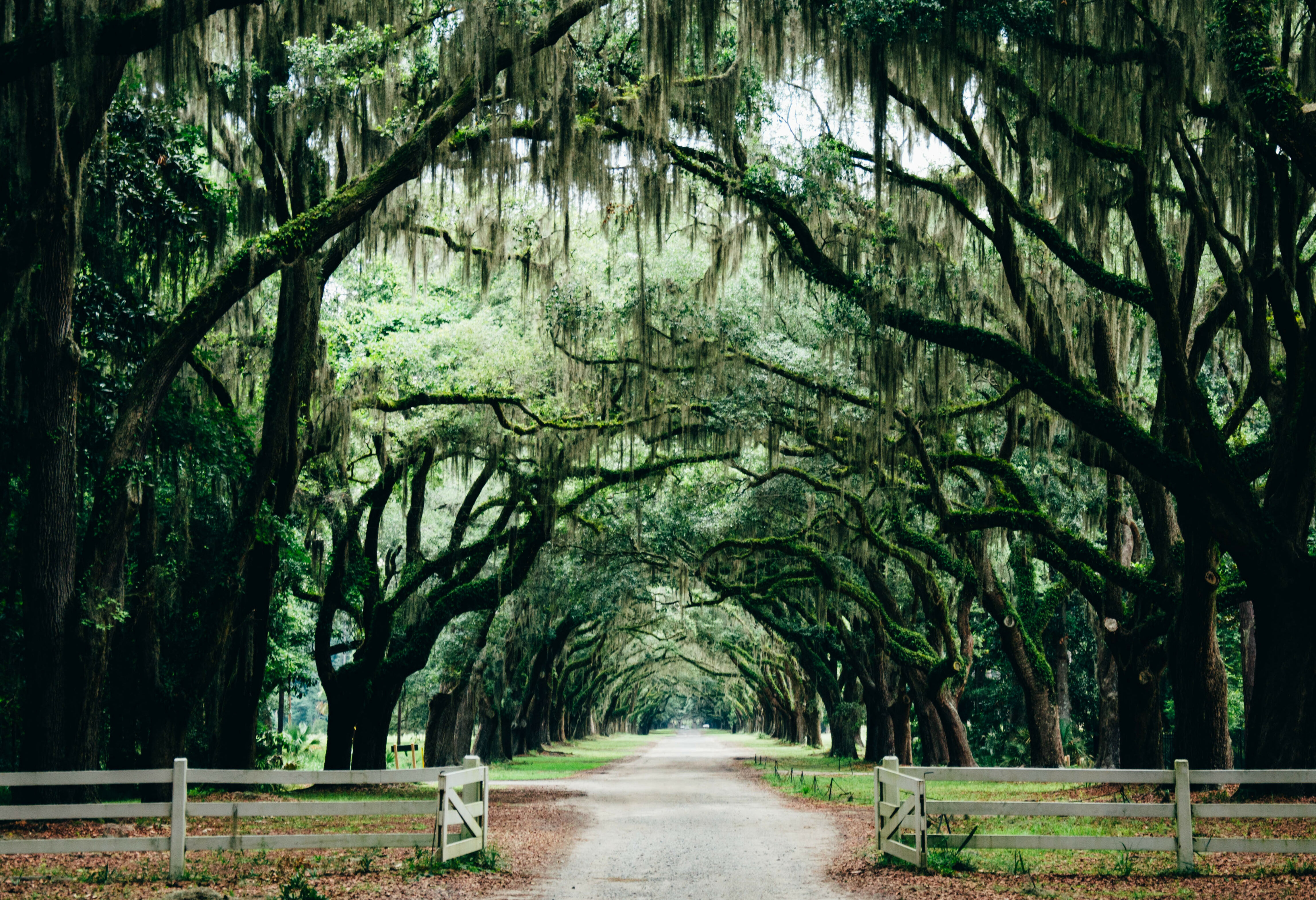 Laan met bomen in Savannah