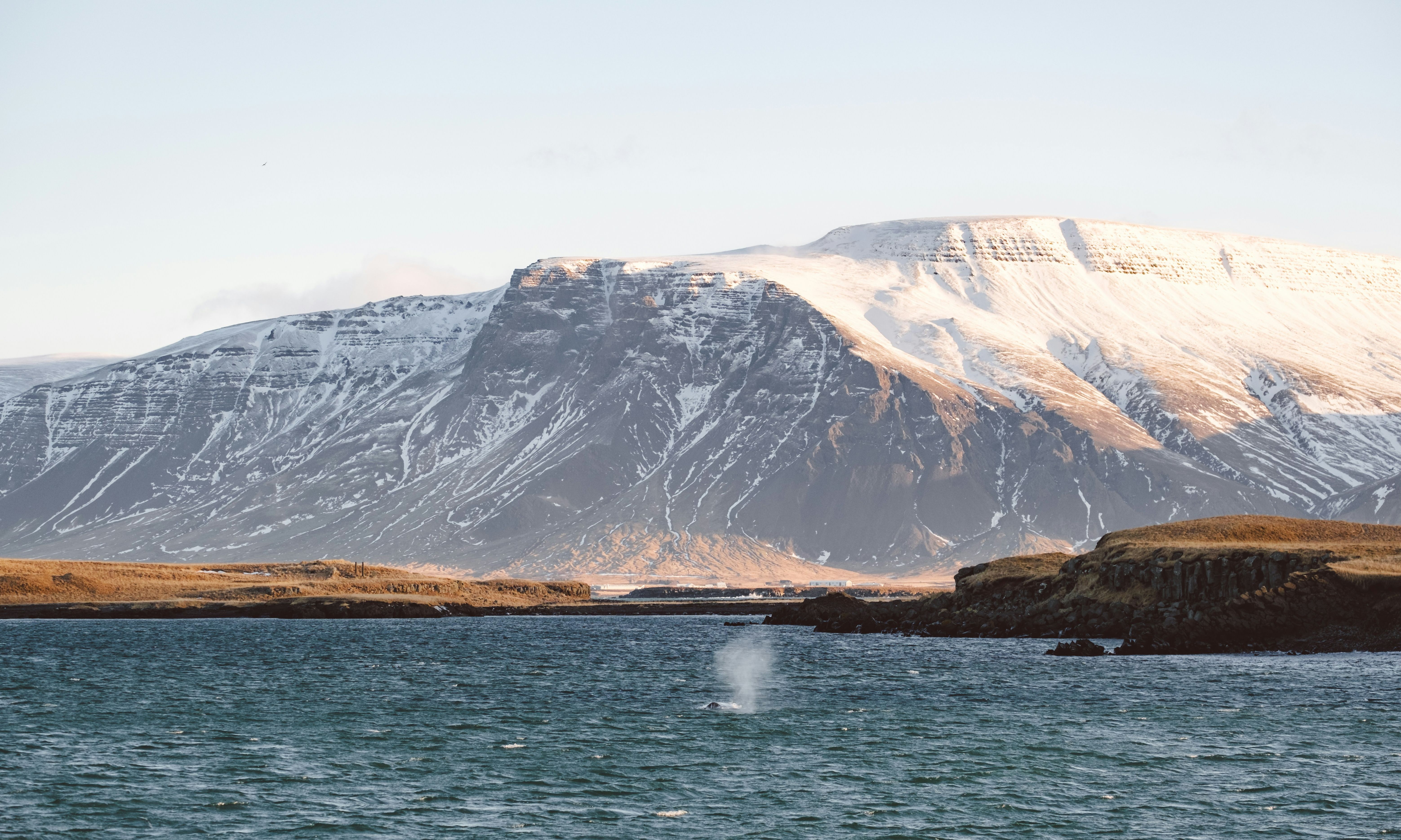 IJsland-whalewatching-reykjavik