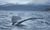 IJsland-whalewatching-reykjavik