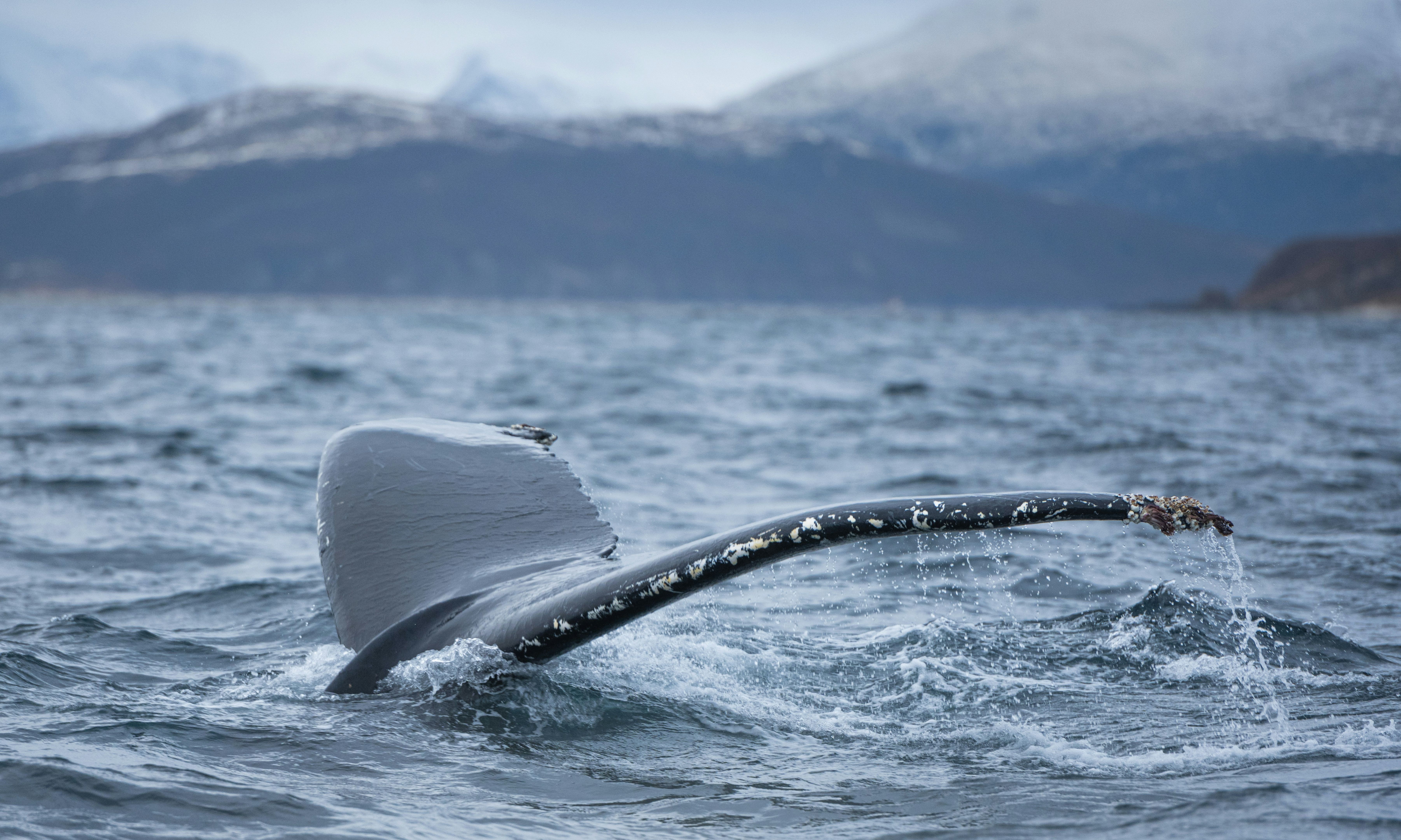 IJsland-whalewatching-reykjavik