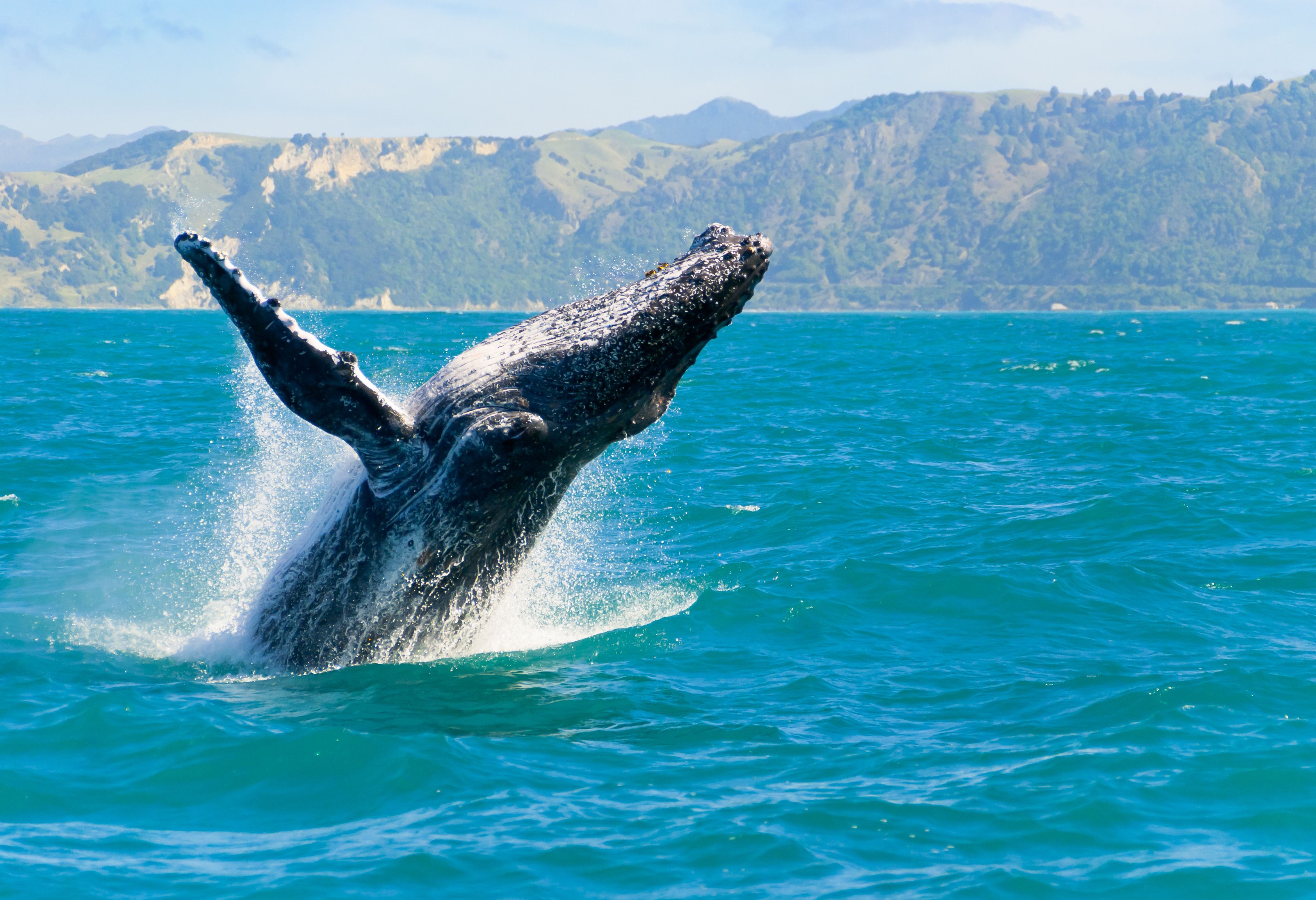 Walvis bij Kaikoura