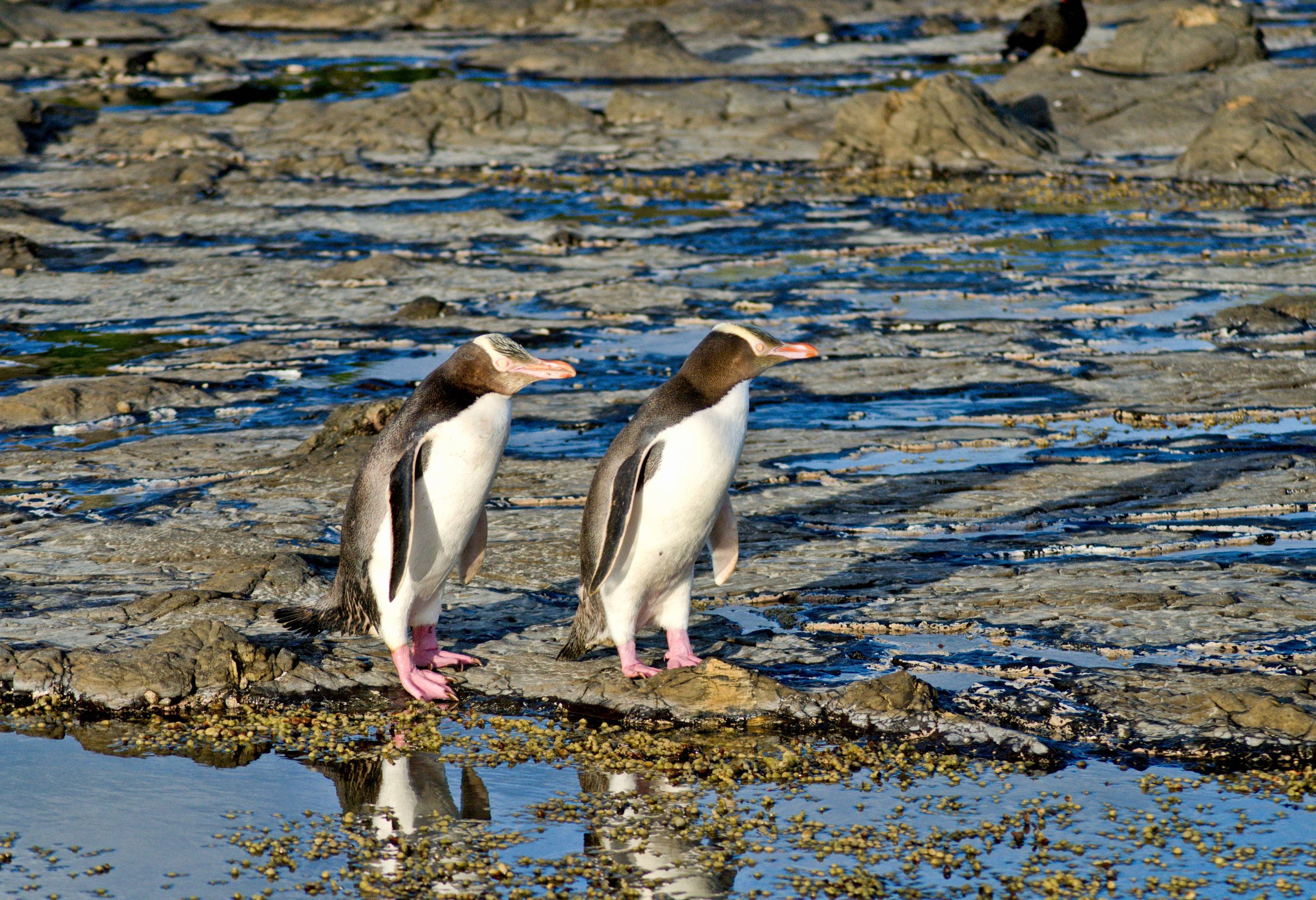 Geeloogpinguin op het Otago schiereiland in Nieuw-Zeeland