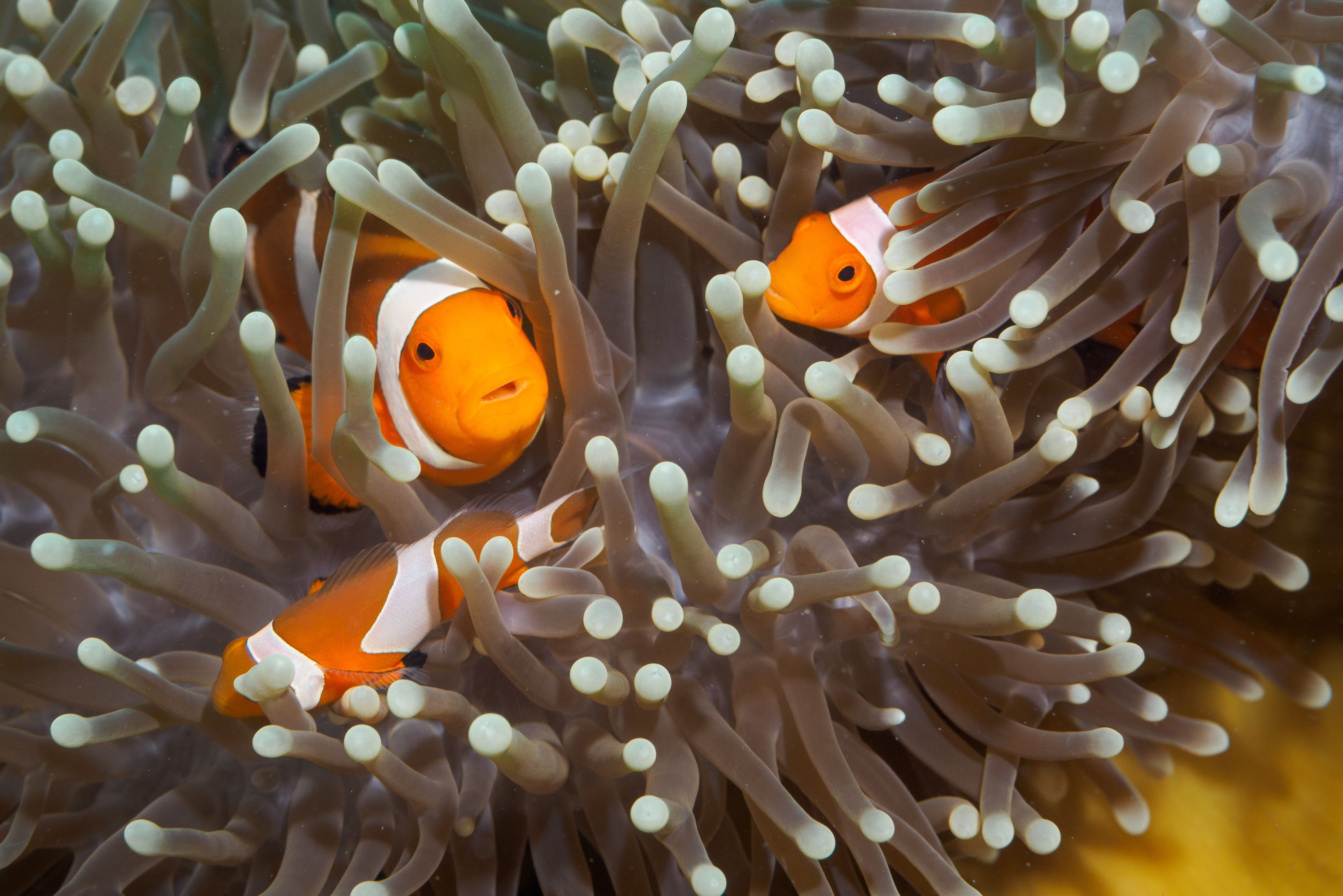 Prachtige onderwaterwereld van de Filipijnen