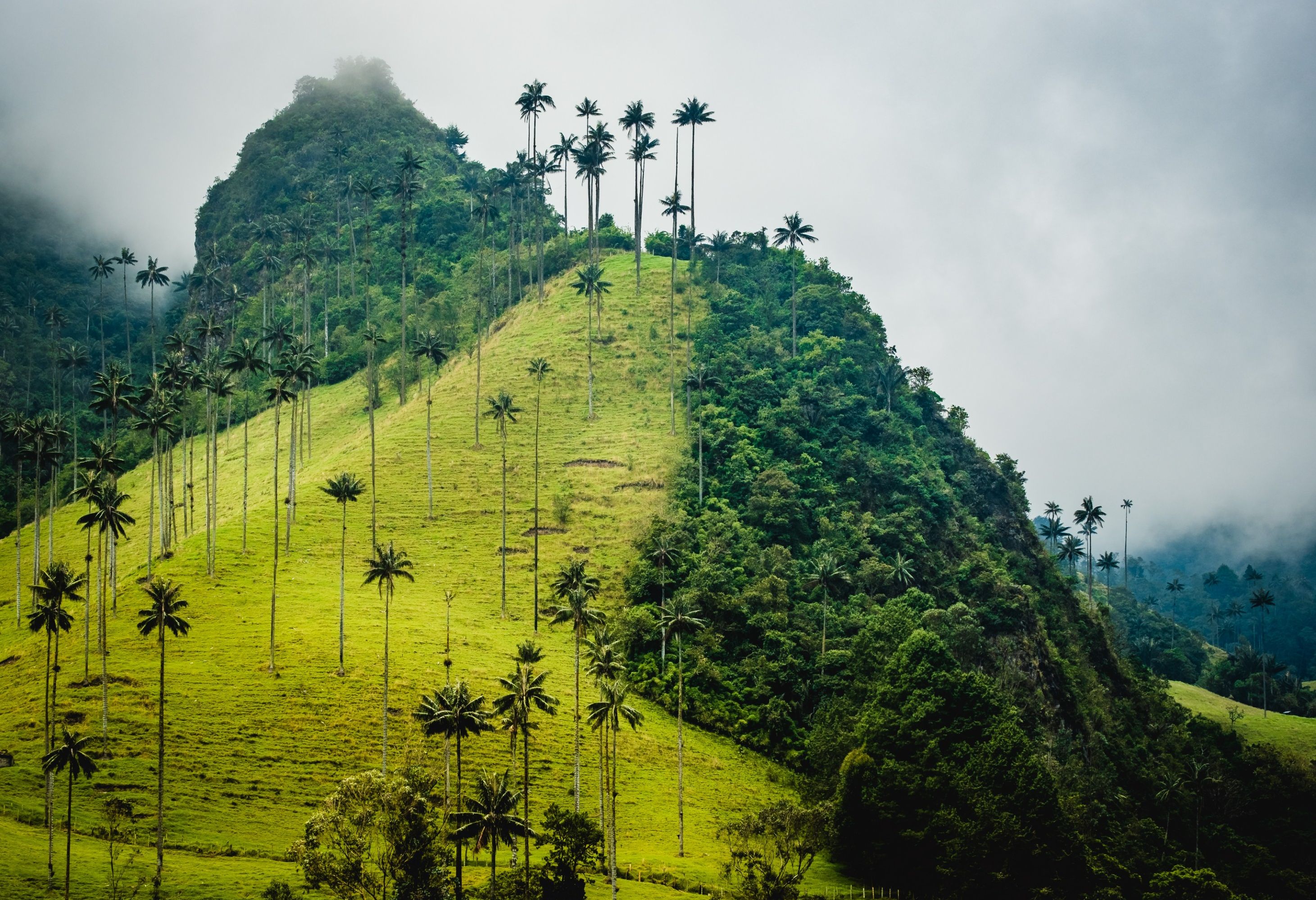 Colombia Cocora Vallei Waspalmen