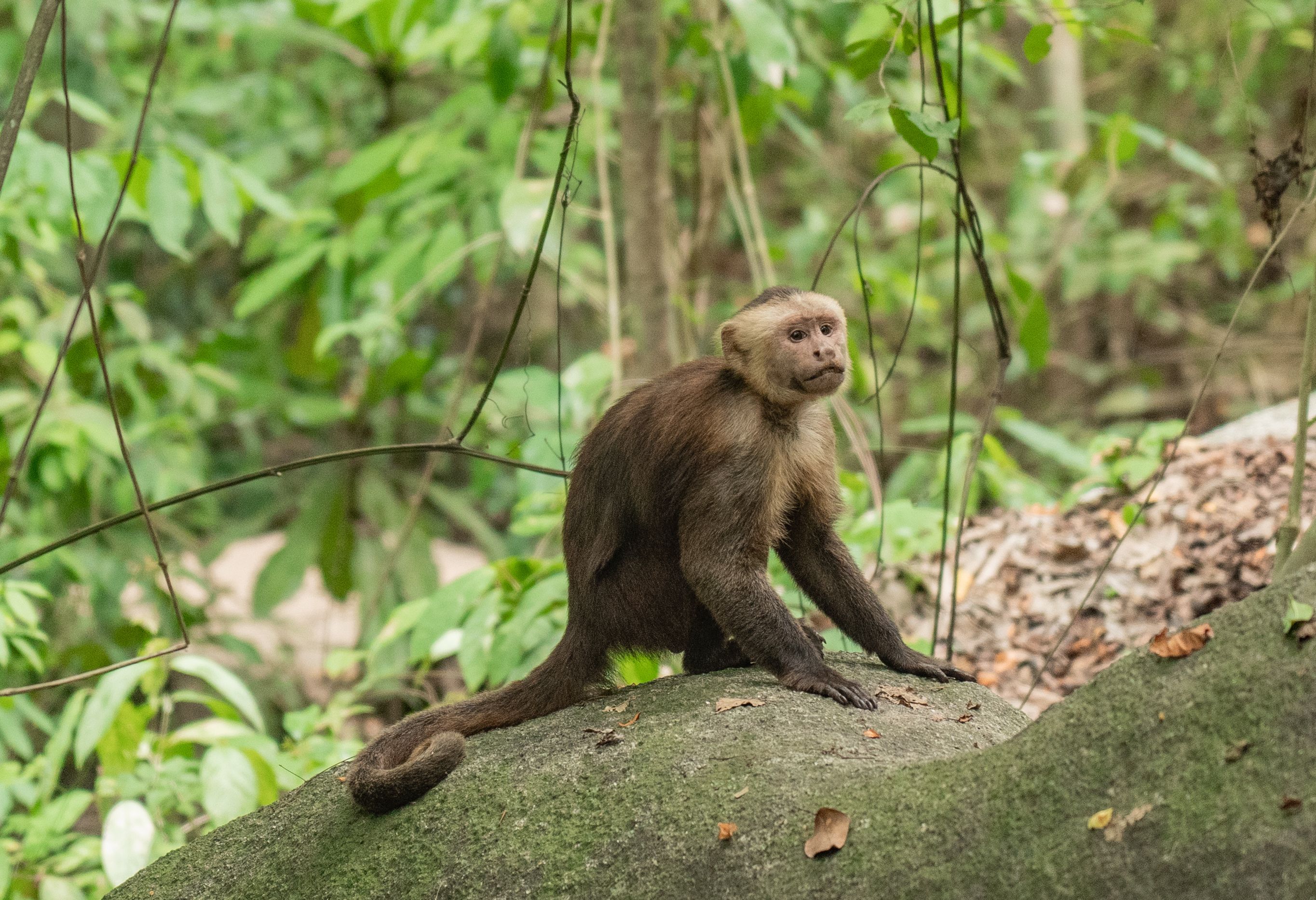 Colombia Tayrona National Park Aapje