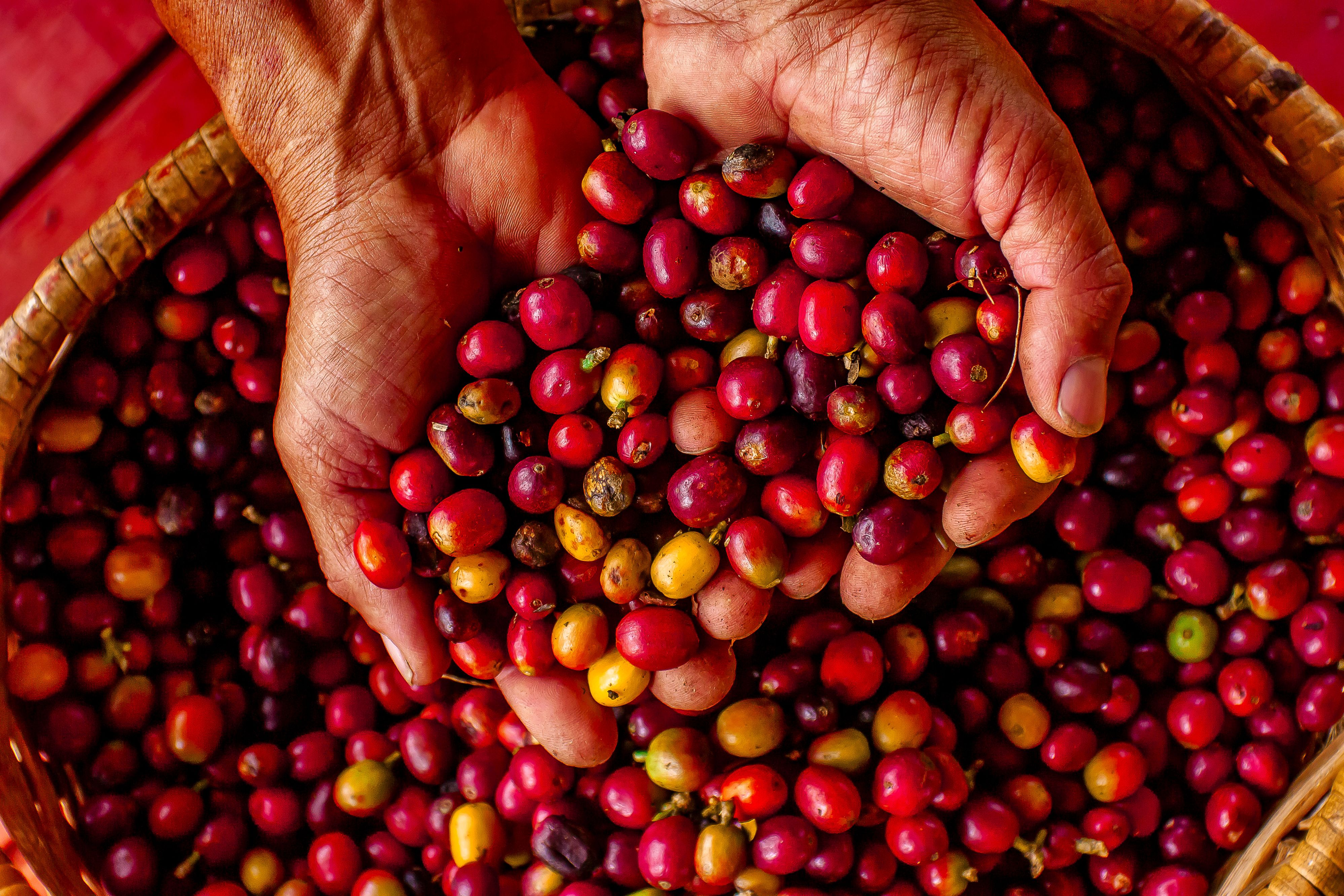 Colombia Koffiebonen