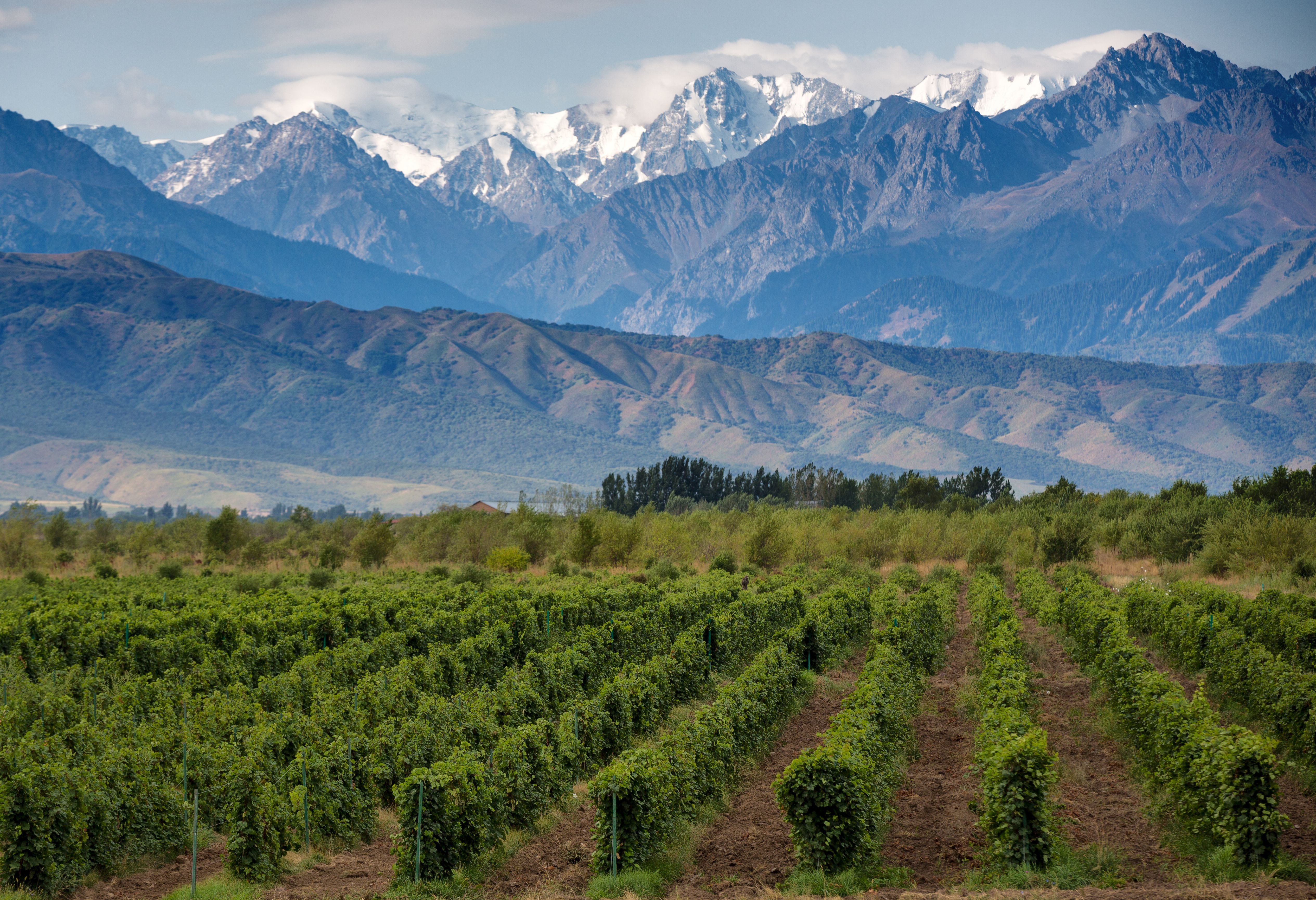 Wijngaard in Cafayete in Argentinië
