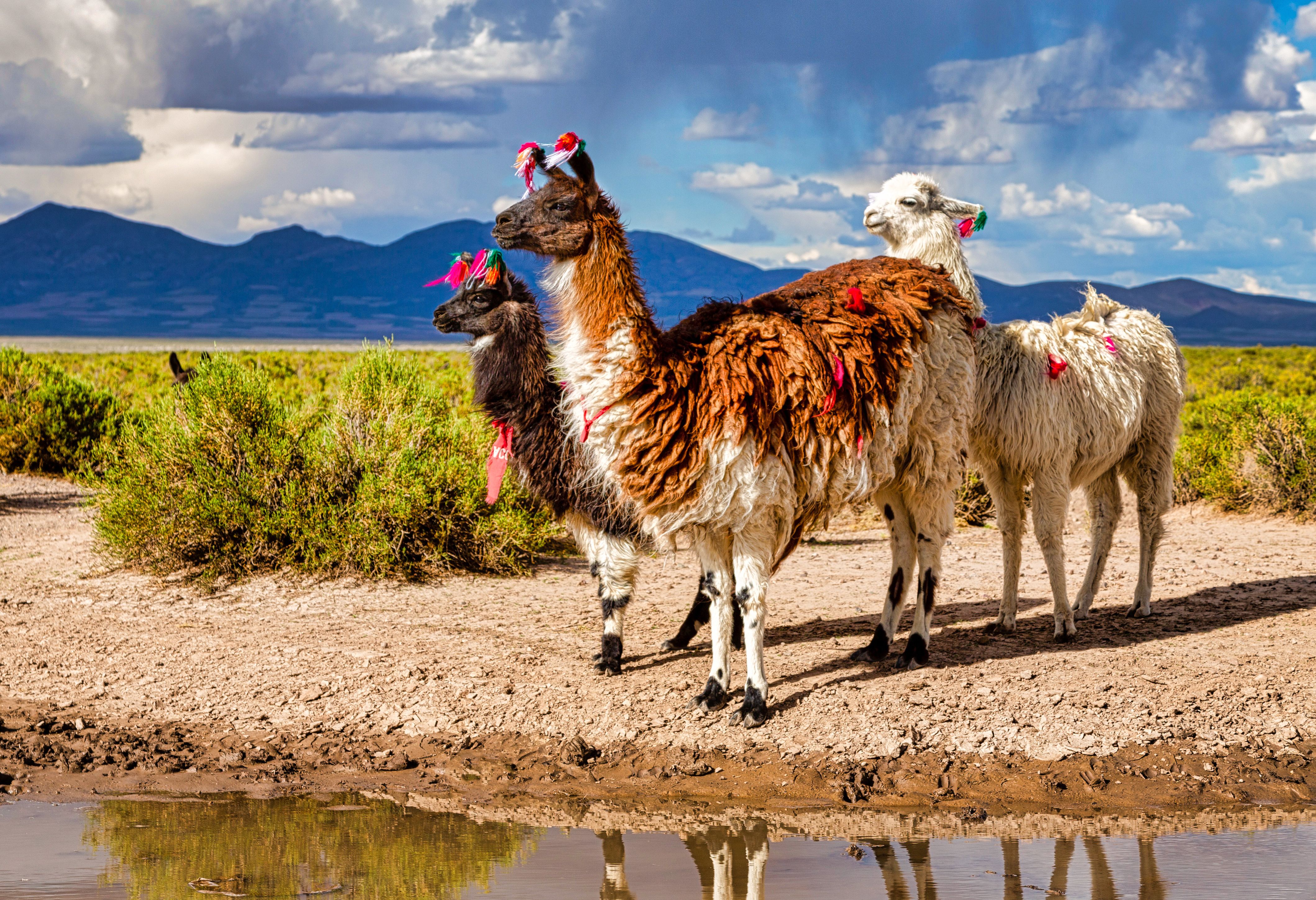 Lama's in de Andes, Argentinië