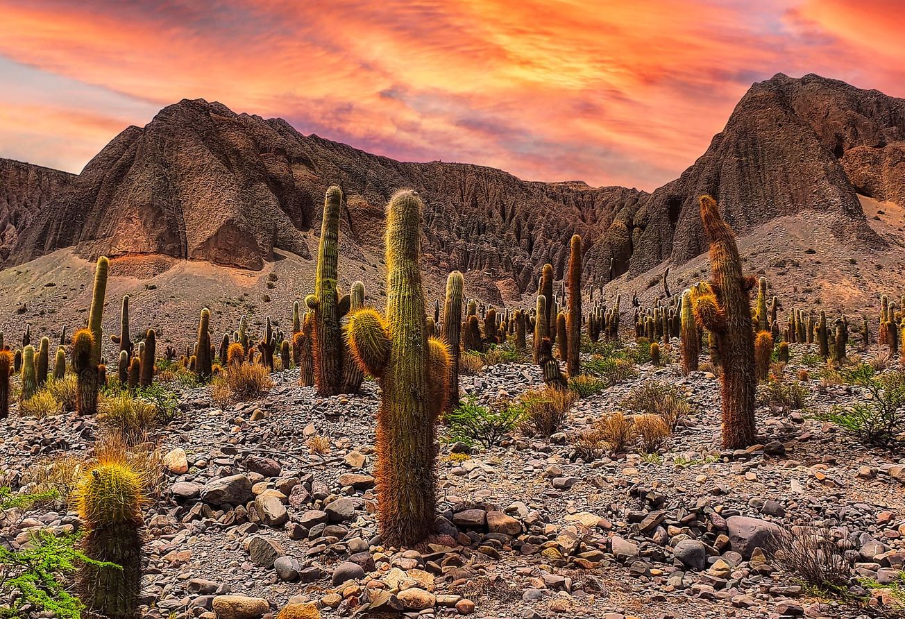 Cactus velden regio Salta in Argentinië