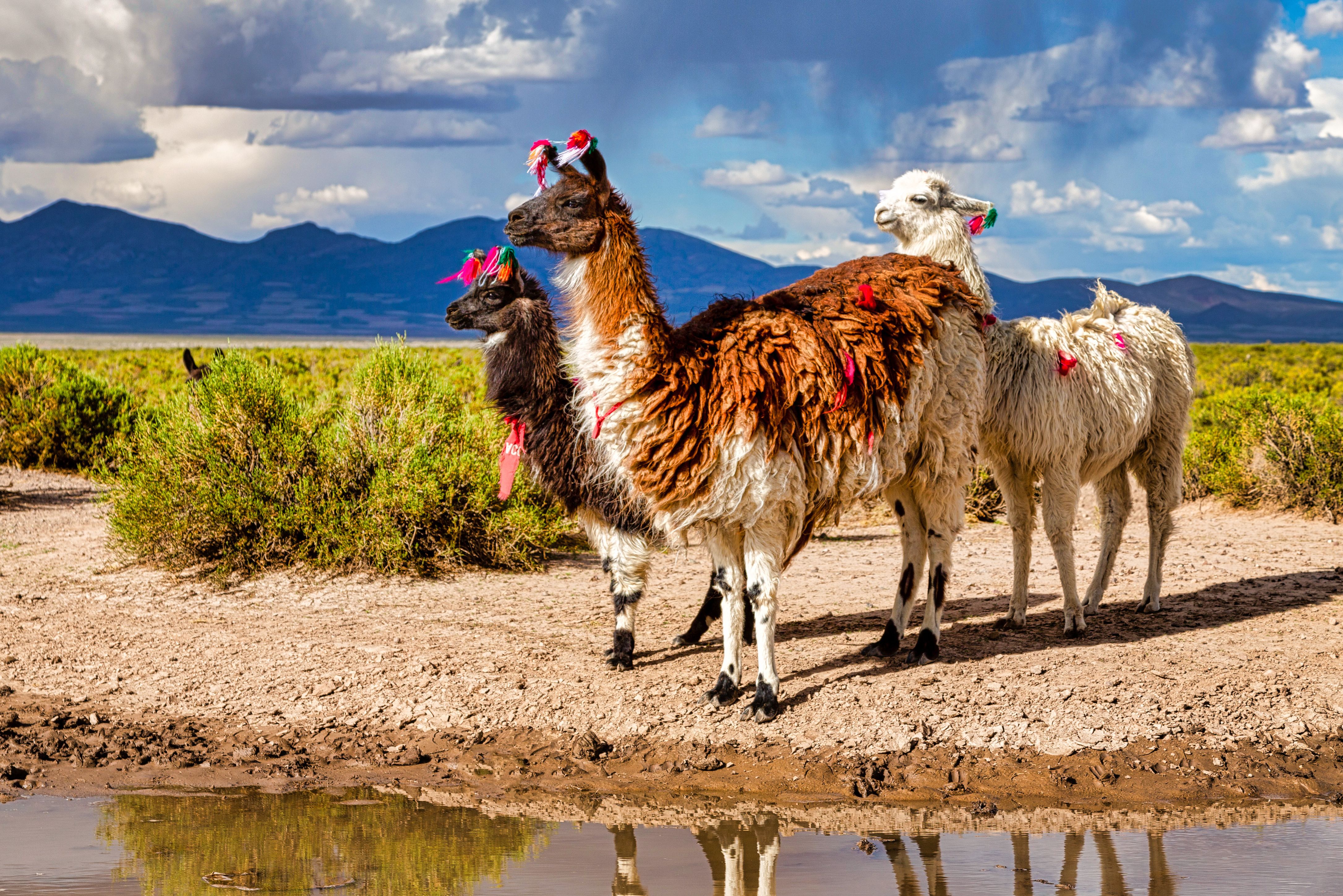 Lama's in Argentinië