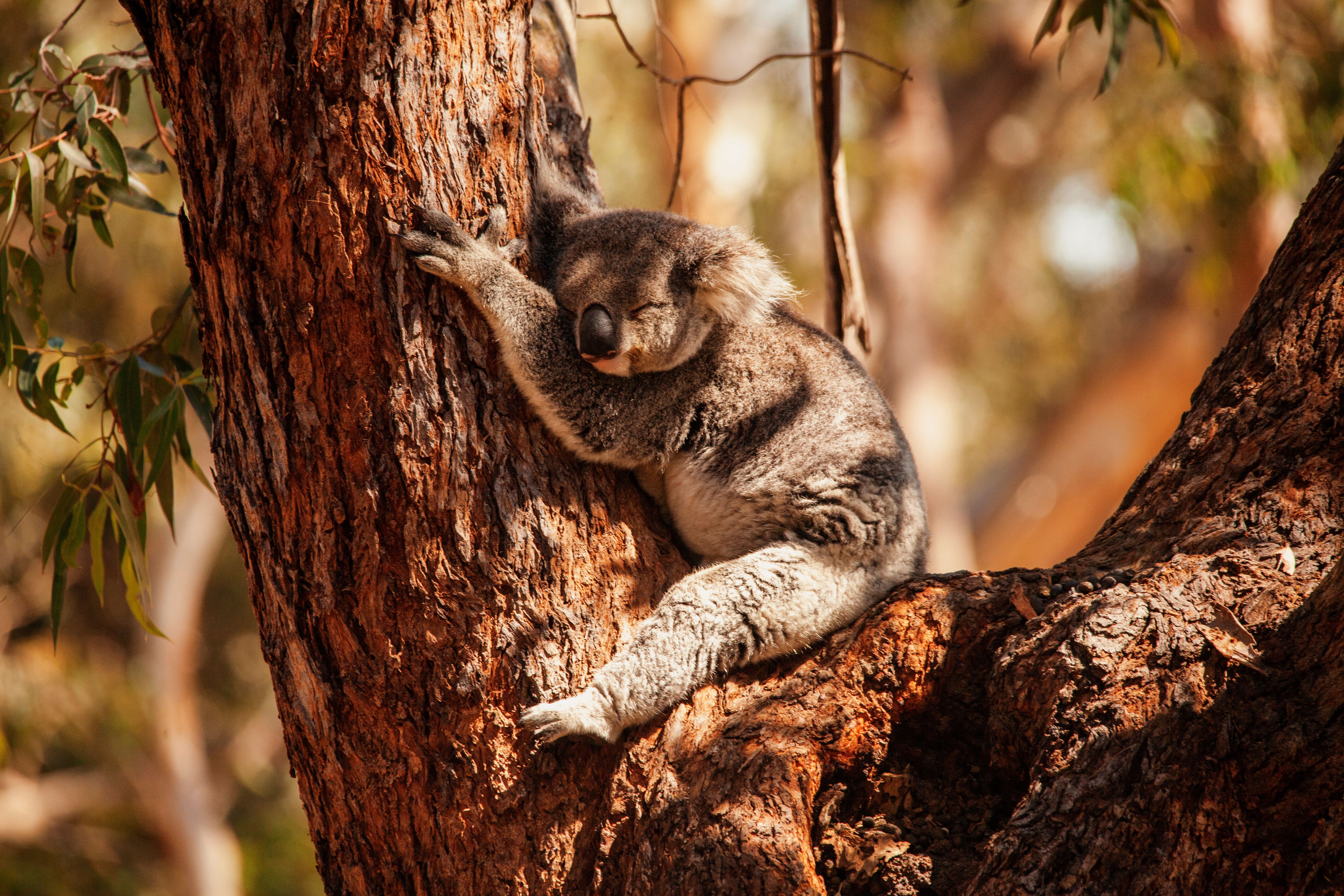 Koala