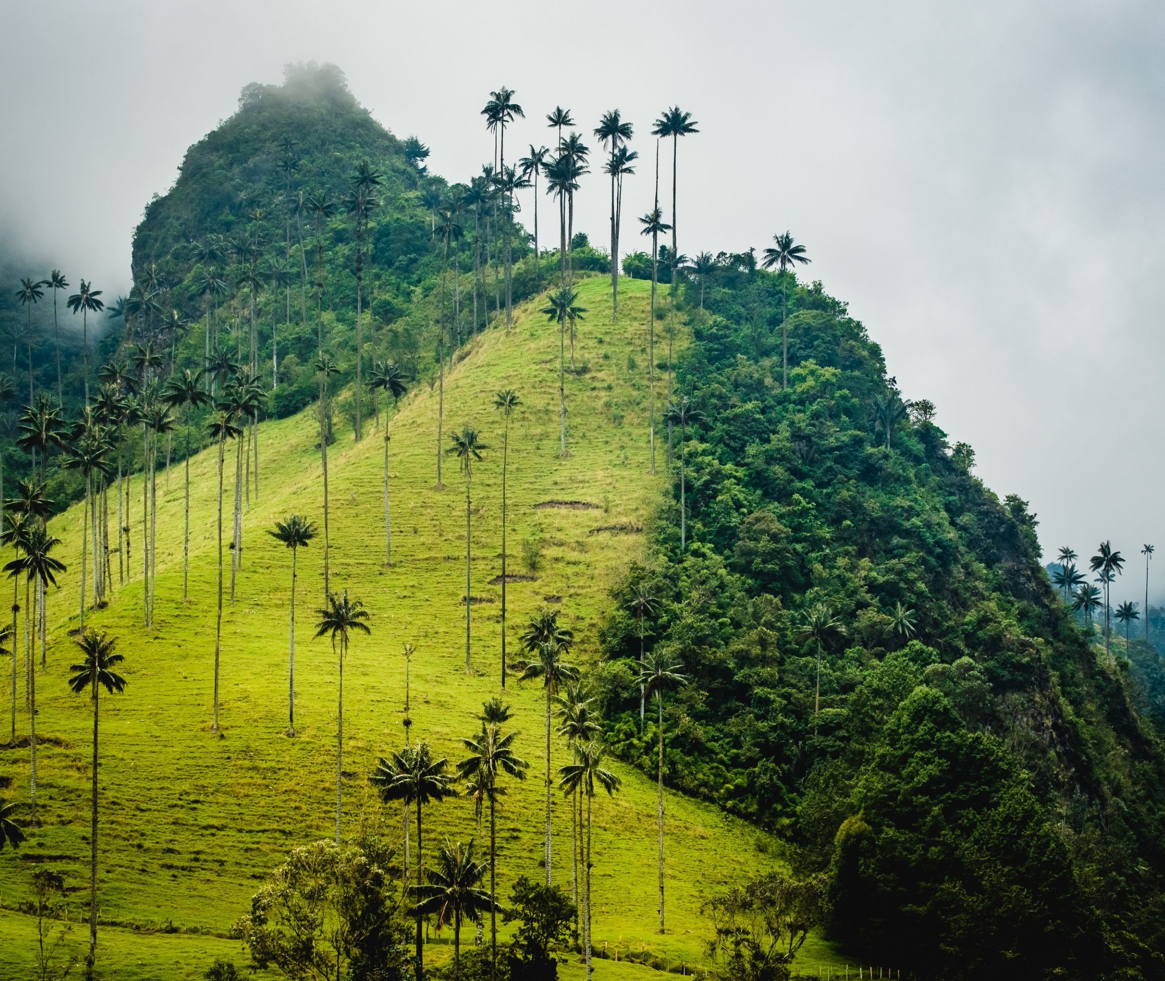 Koffiedriehoek Colombia