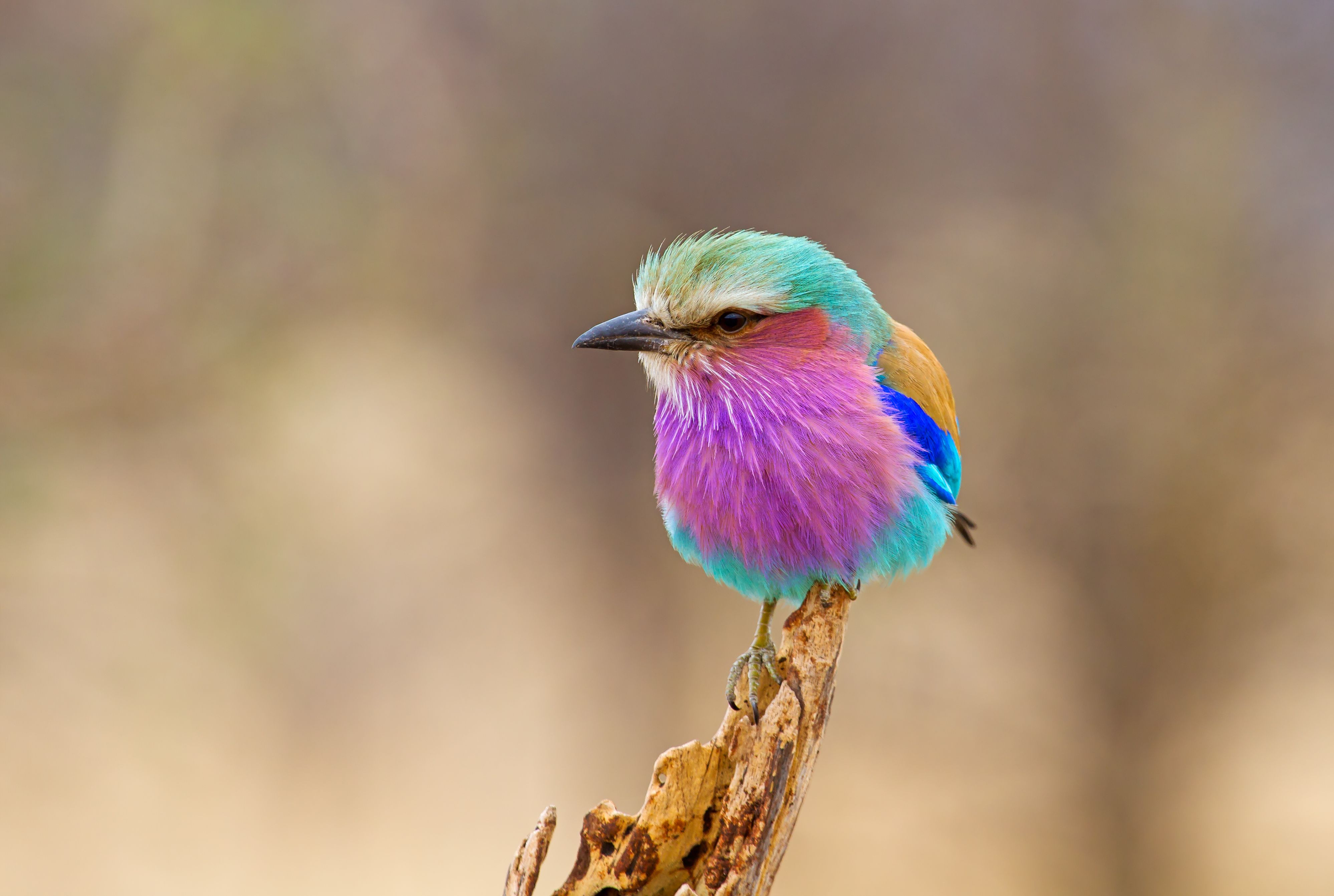 Vogeltje Zuid-Afrika
