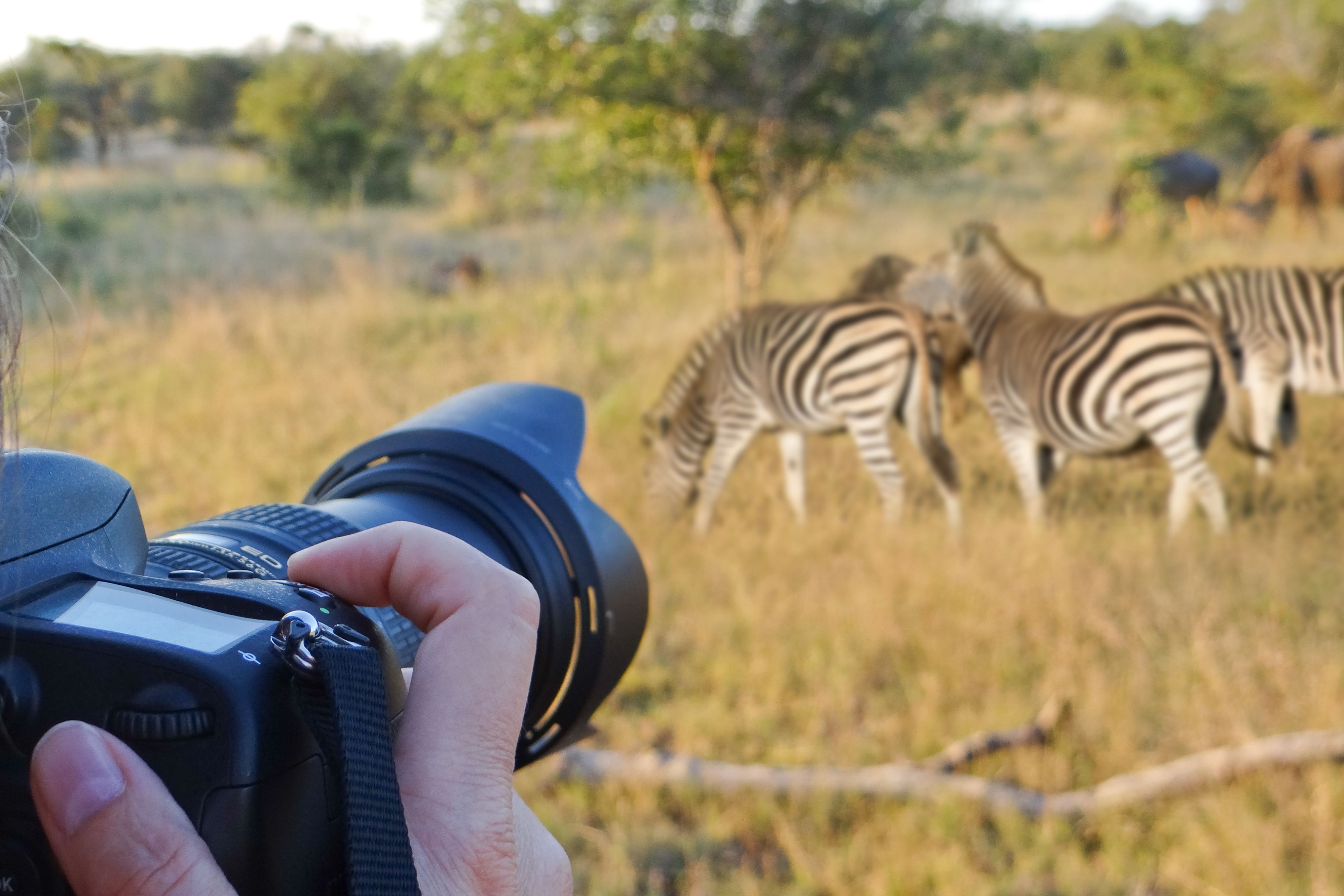 Fotografie-Wildlife