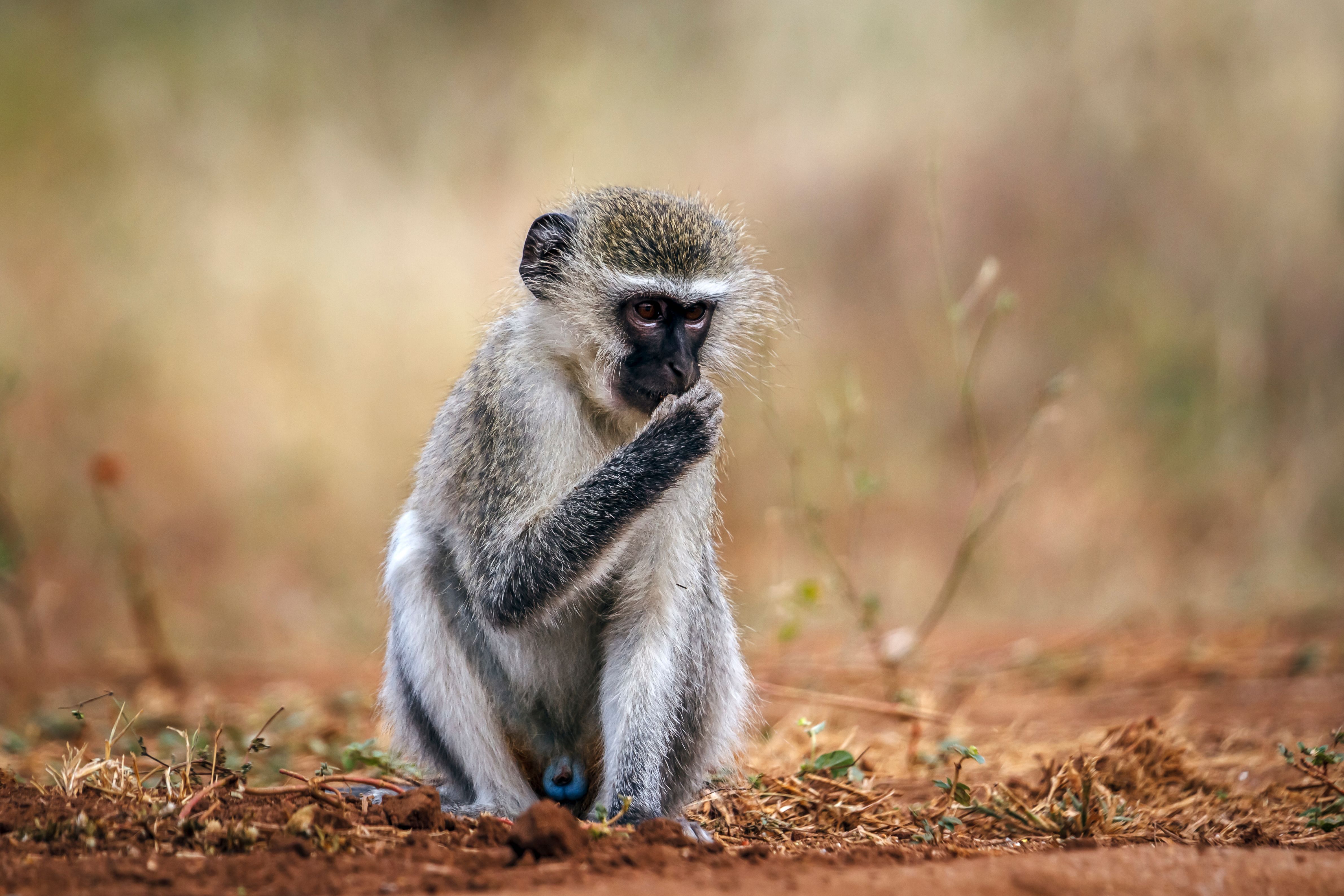 Great Kruger Park