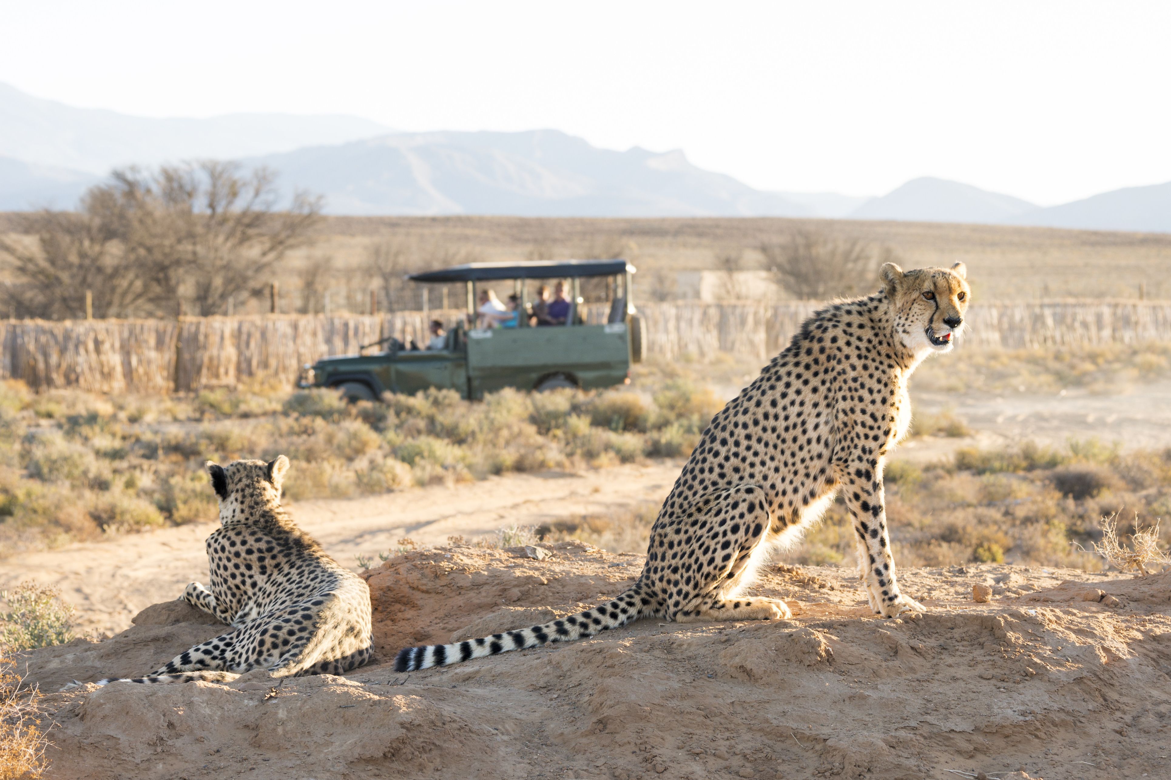 Safari
