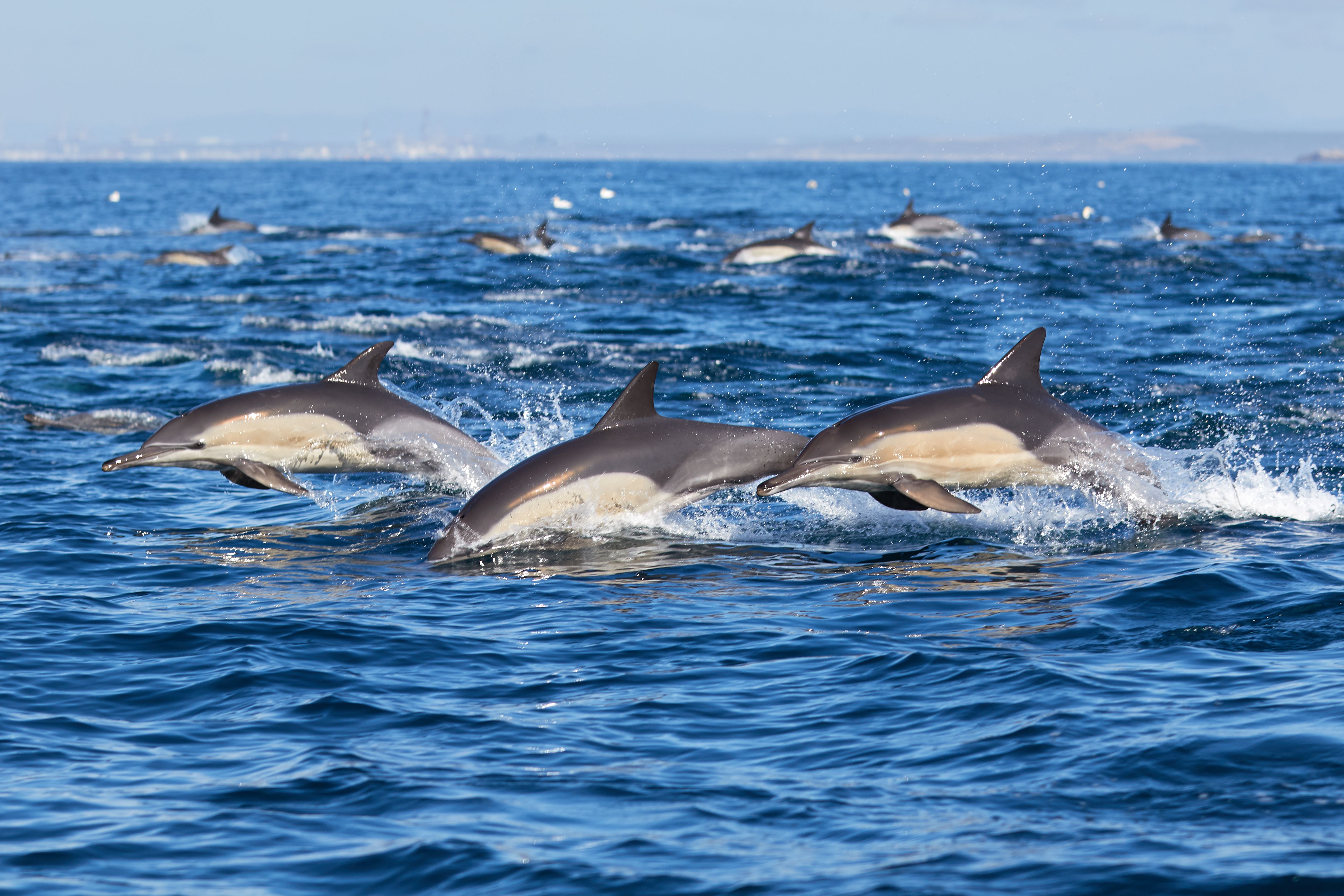 Port Elizabeth