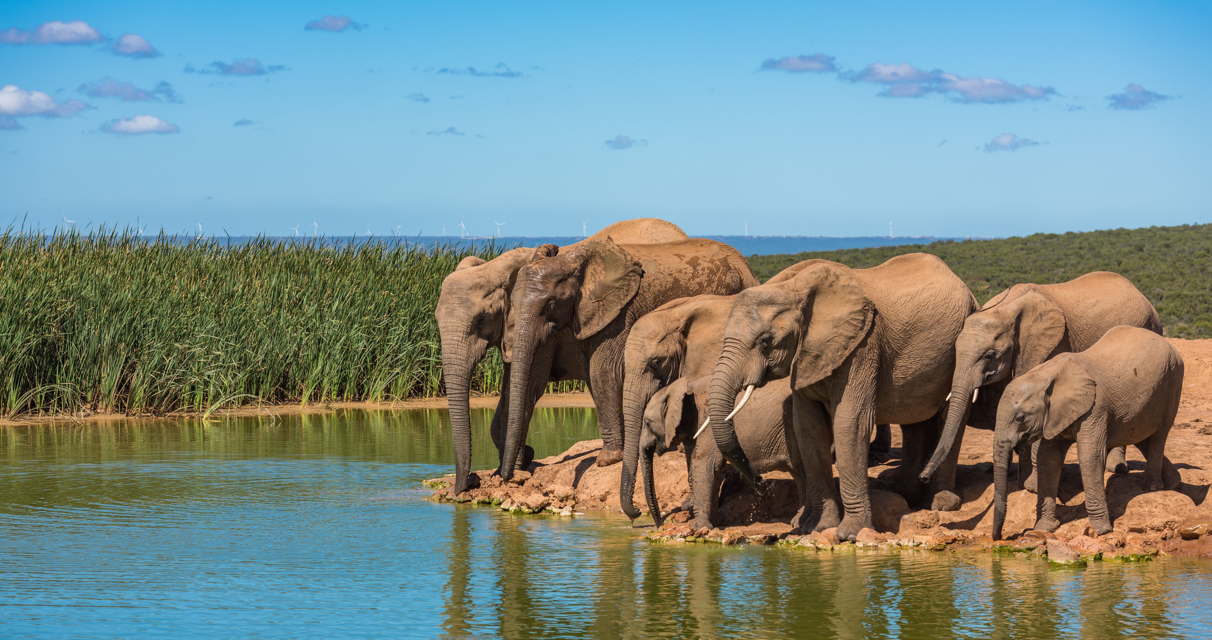 Addo Elephant National Park