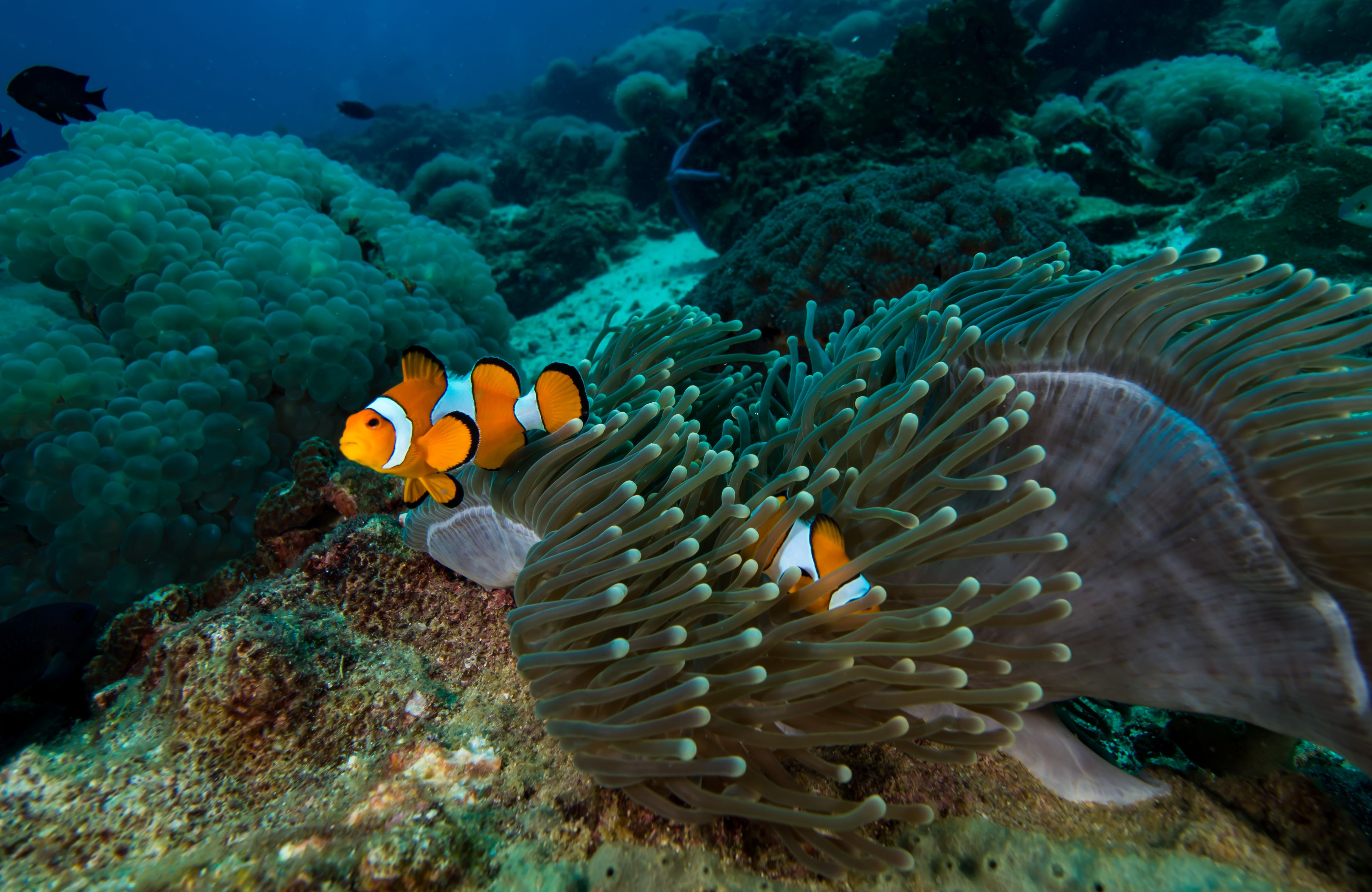 Koh Lanta snorkelen koh rok Thailand