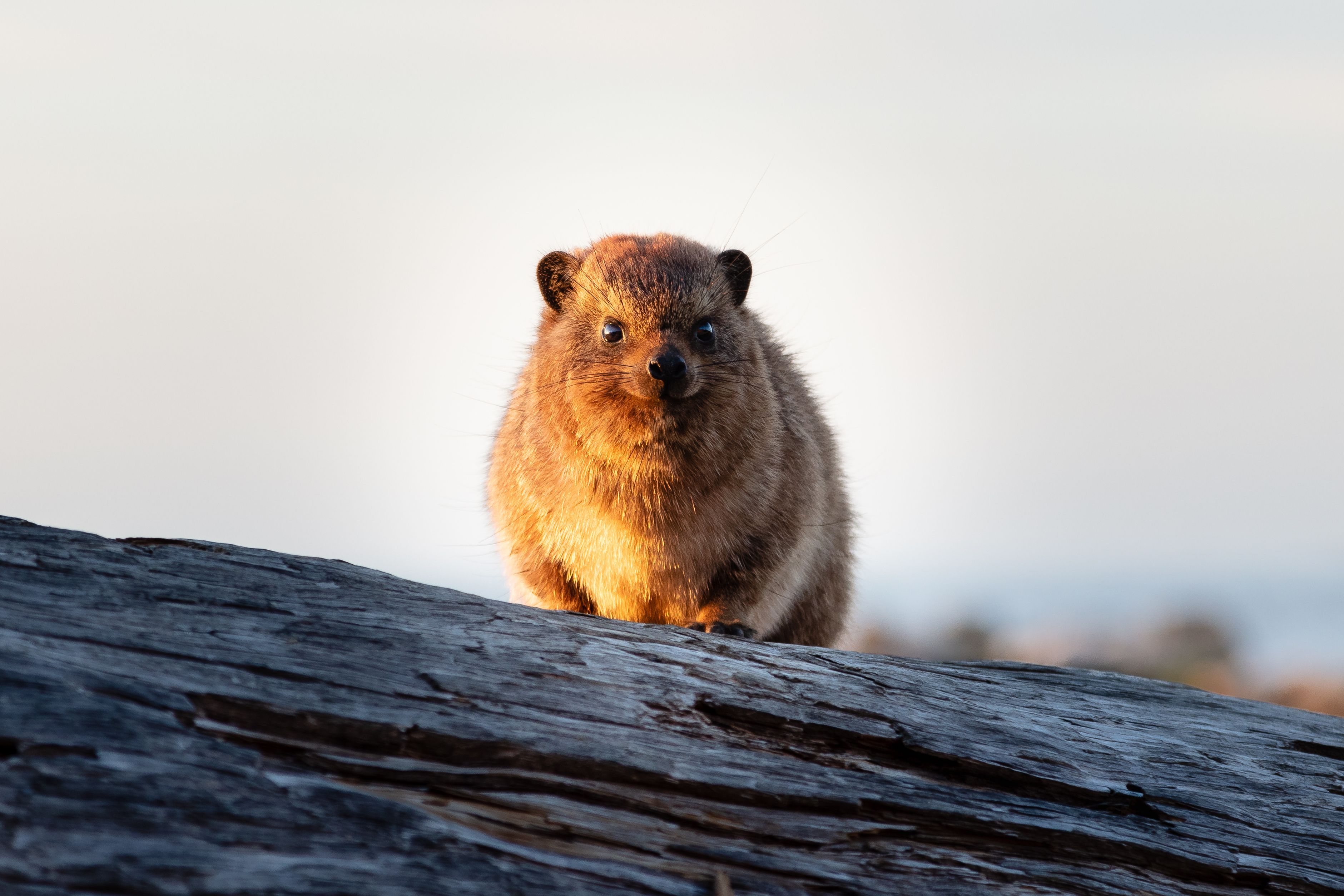 Dassie Tsitsikamma National Park