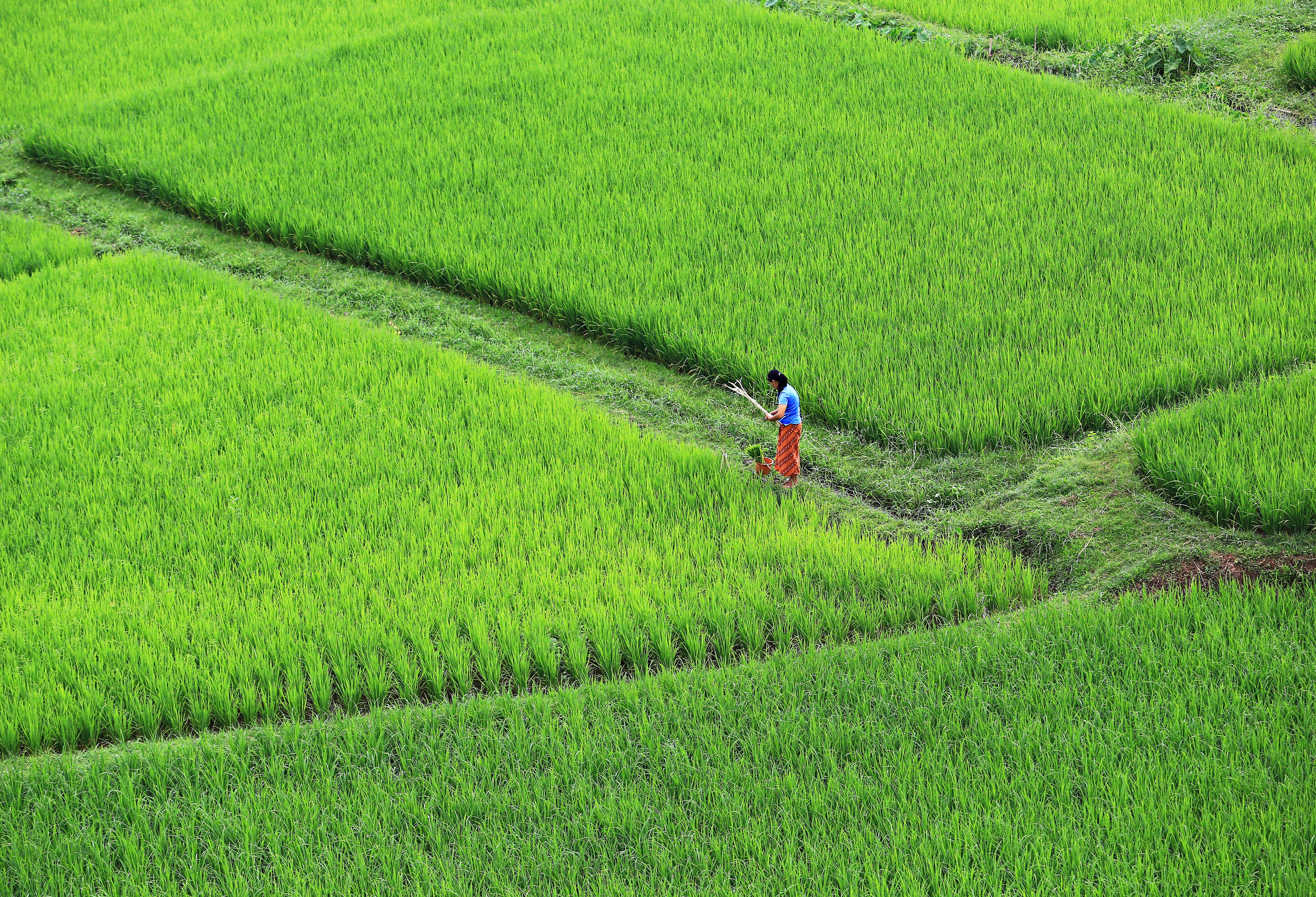 Rijstvelden in de provincie Nan