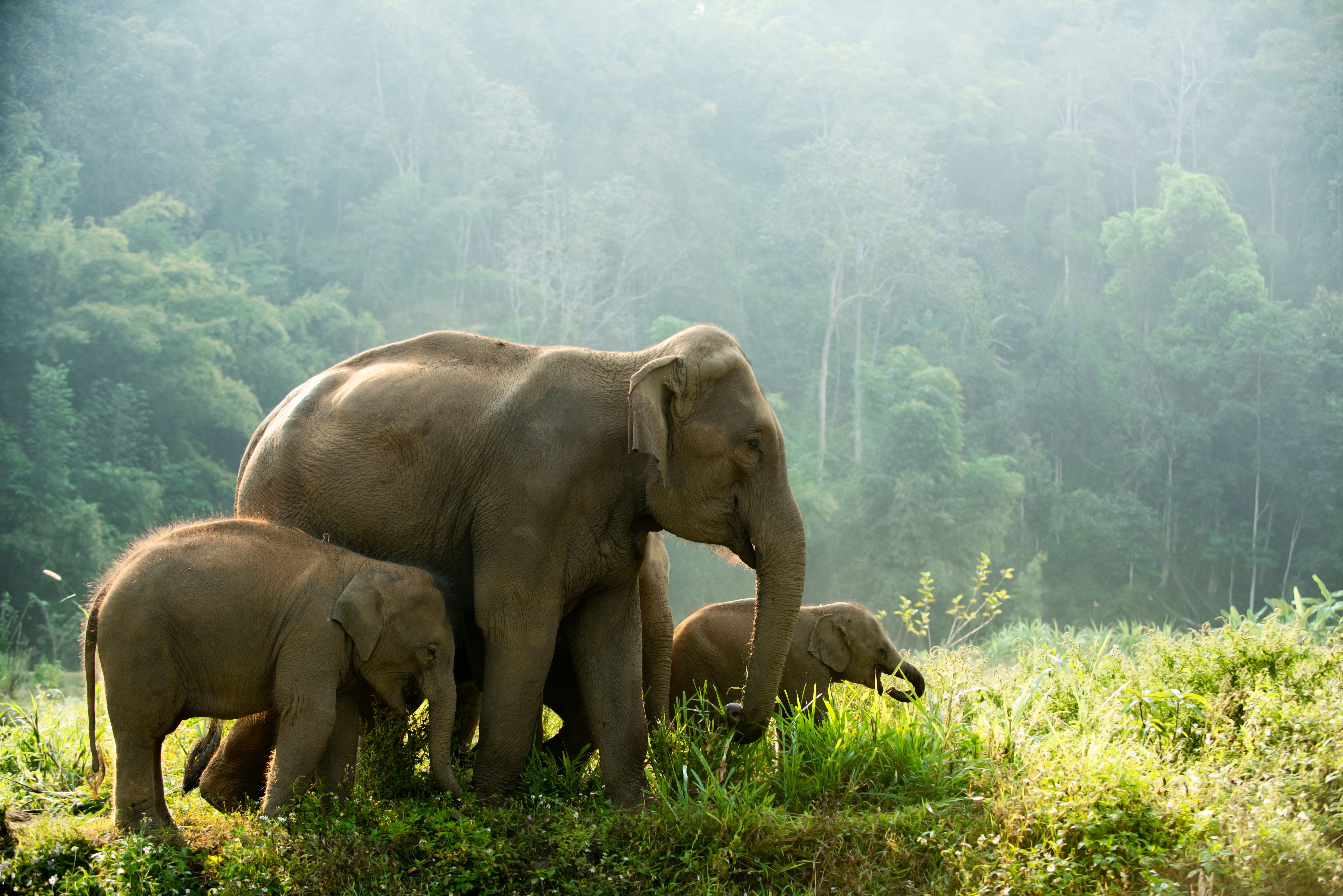 Olifantenfamilie in Khao Yai nationaal park