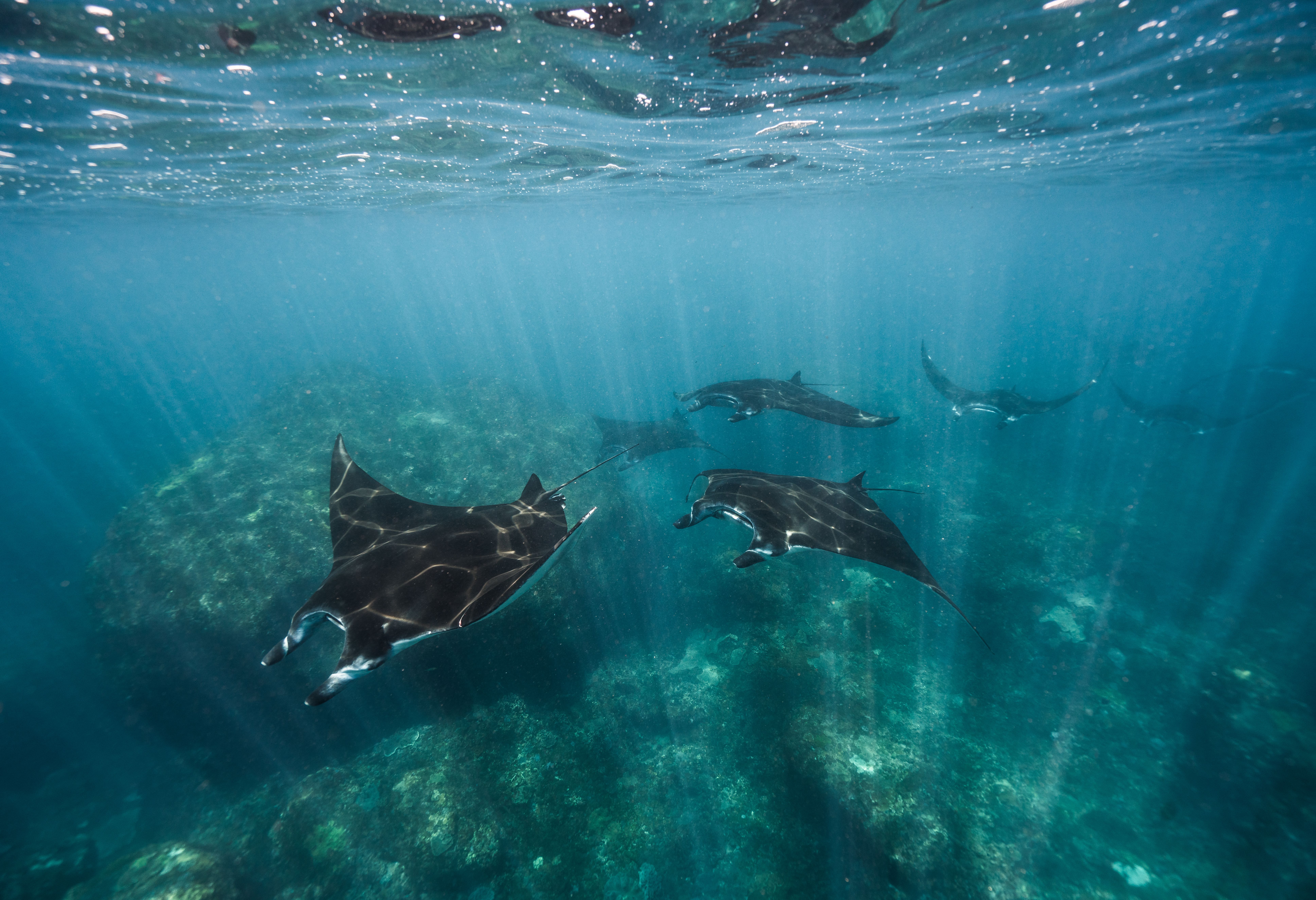 Mantaroggen bij Nusa Penida