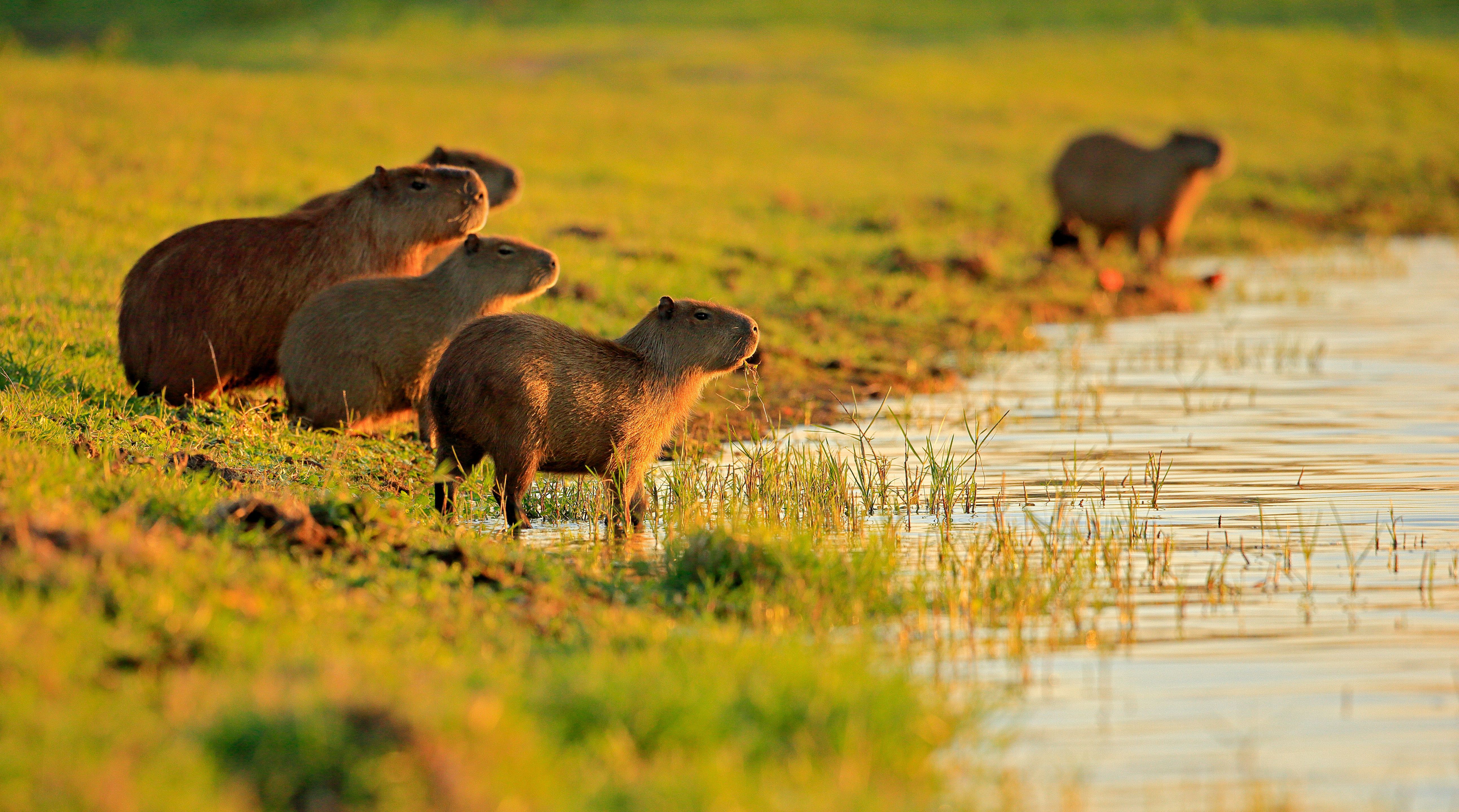 Capibara in Los Llanos